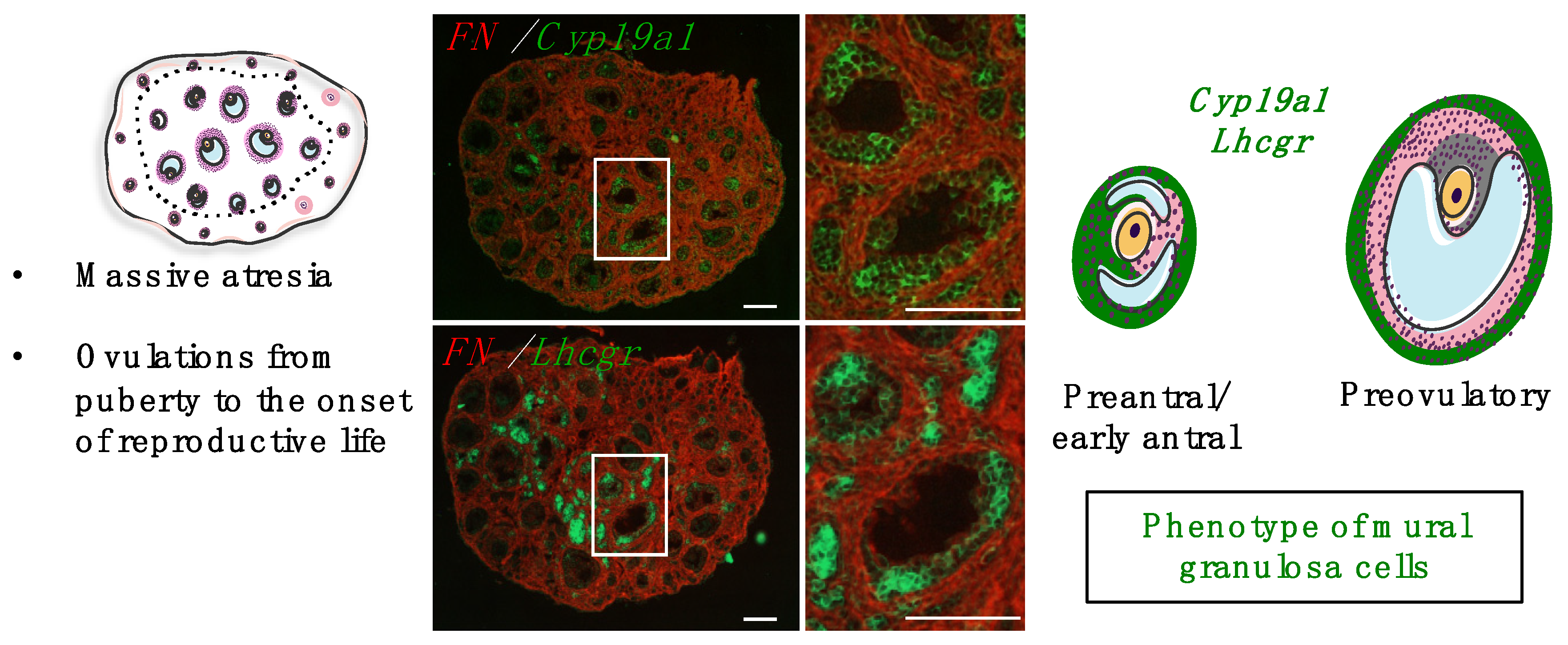 Ijms 23 13695 g004 Ijms 23 13695 g004