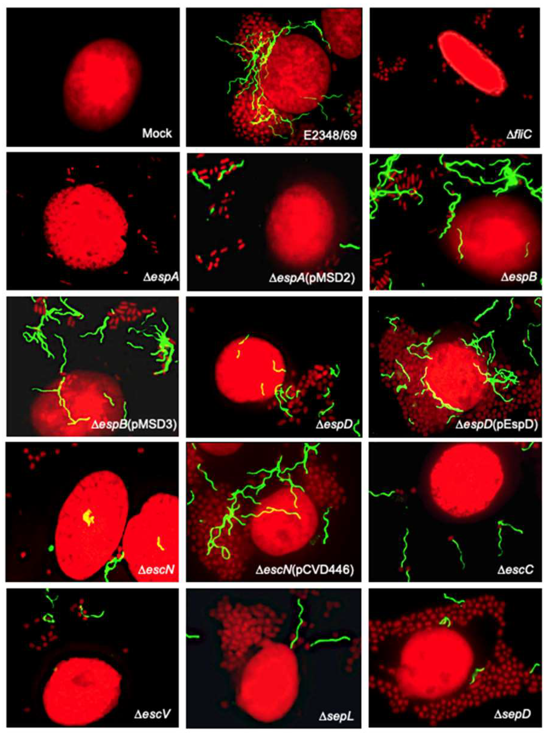 Ijms 23 13705 g003 Ijms 23 13705 g003