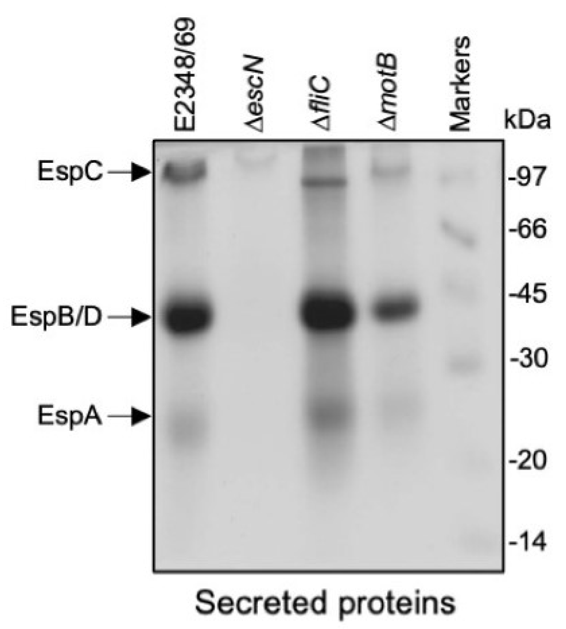 Ijms 23 13705 g007 Ijms 23 13705 g007