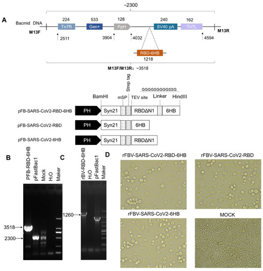A Vaccine of SARS-CoV-2 S Protein RBD Induces Protective
