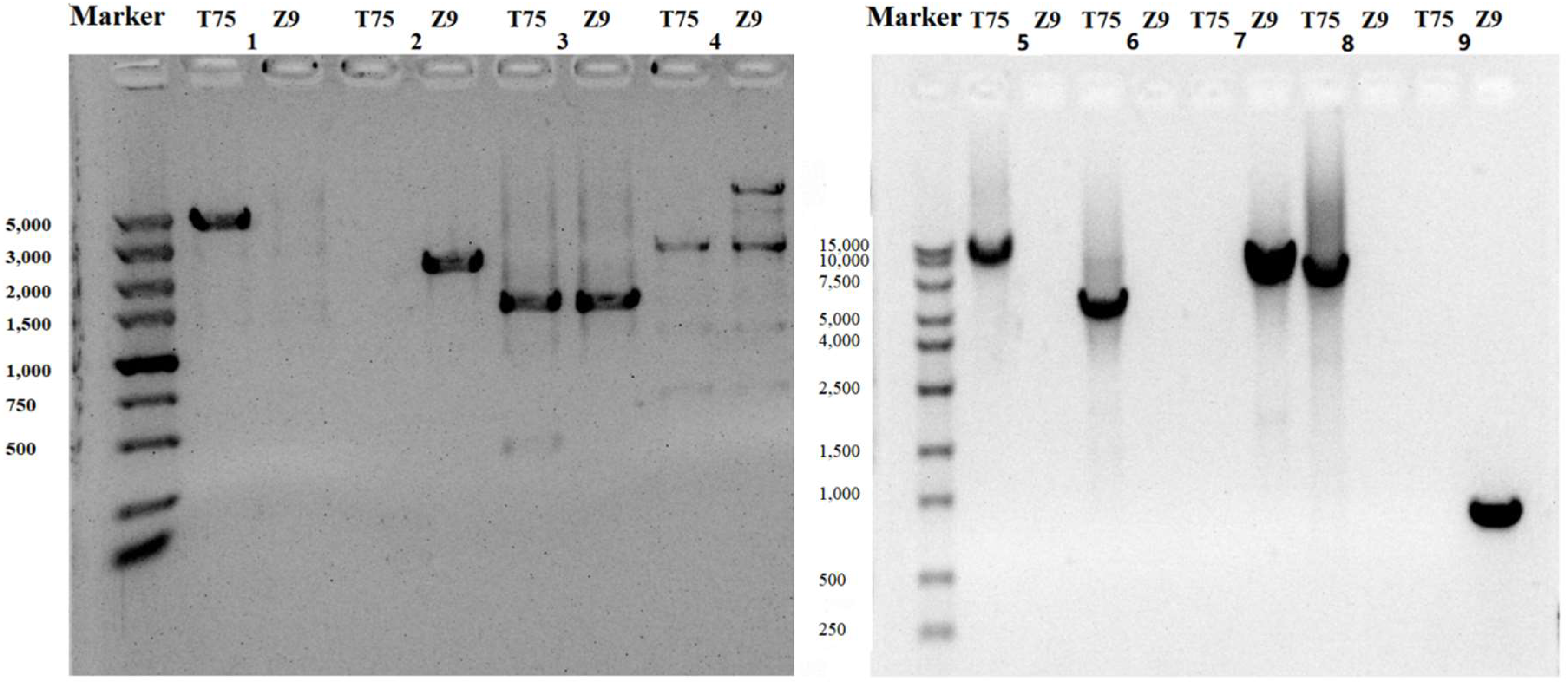 IJMS | Free Full-Text | Genome-Wide Comparison of Structural 