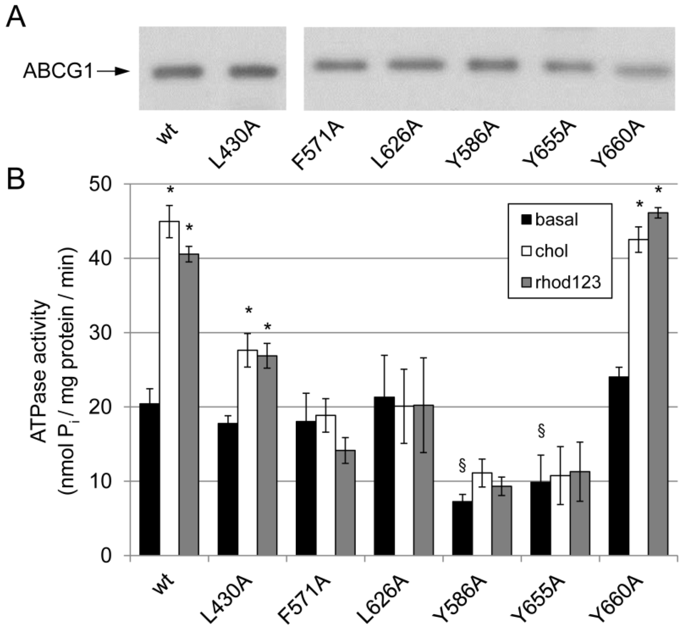Ijms 23 13744 g002 Ijms 23 13744 g002