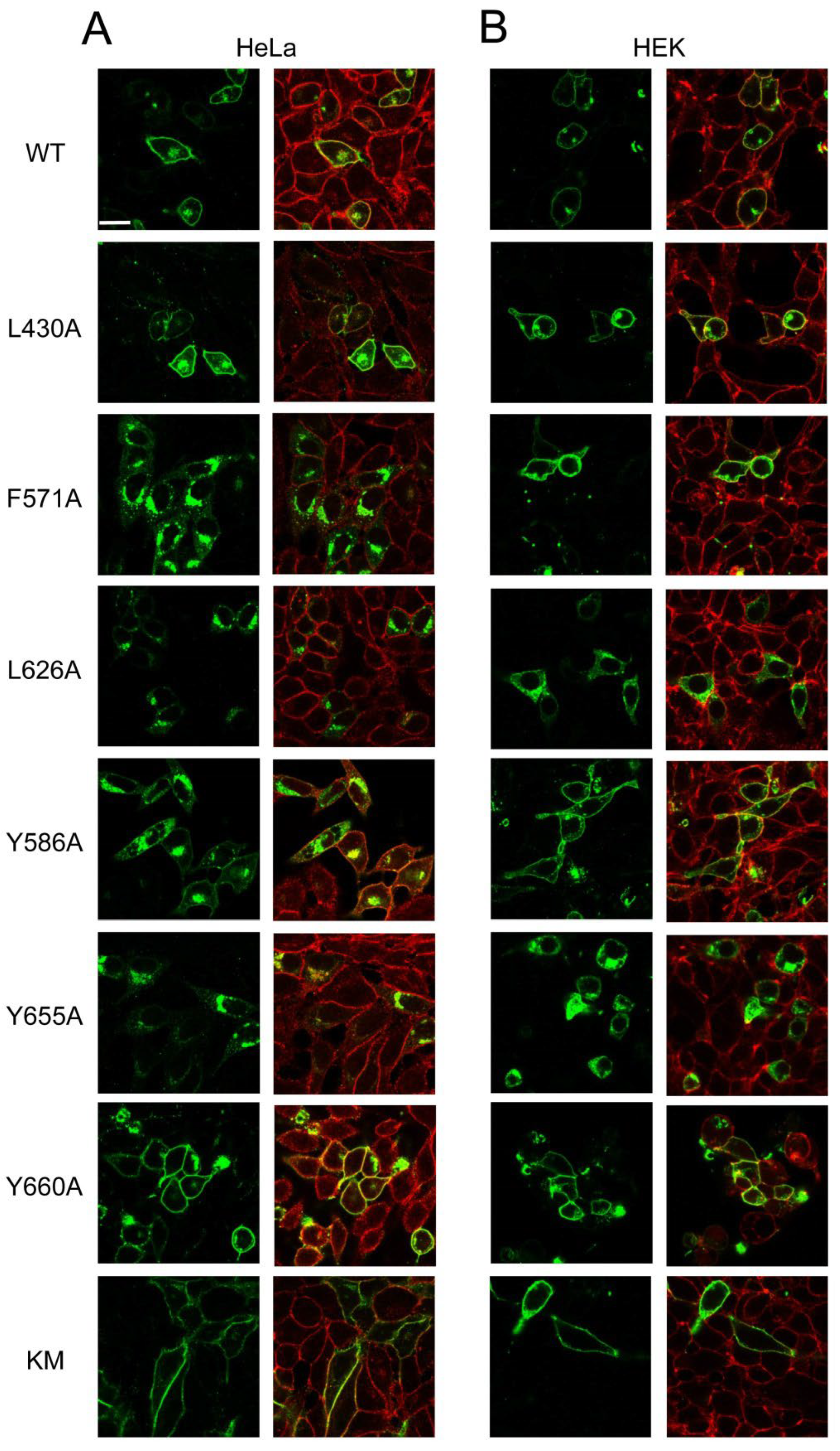 Ijms 23 13744 g003 Ijms 23 13744 g003