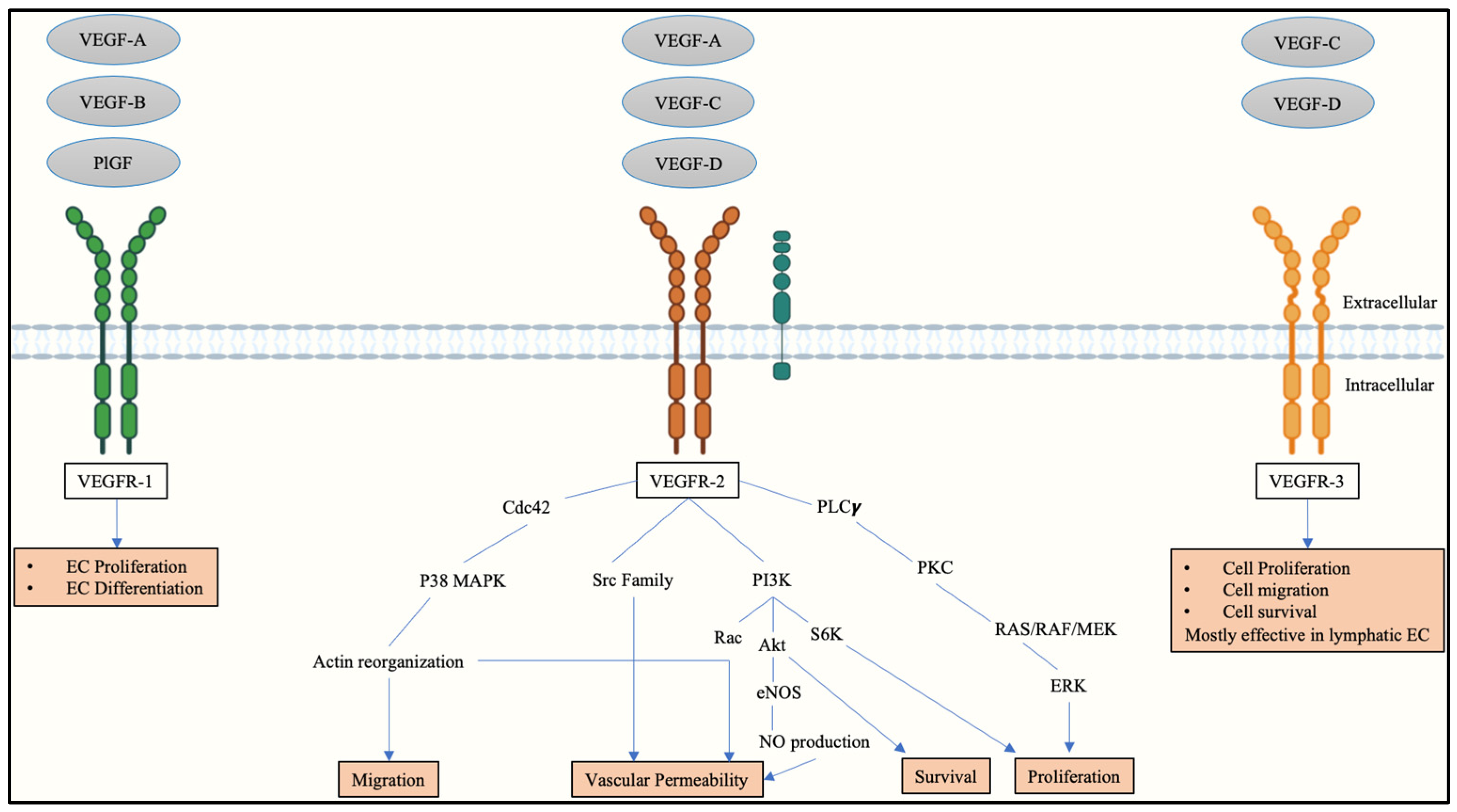 Ijms 23 13752 g001 Ijms 23 13752 g001