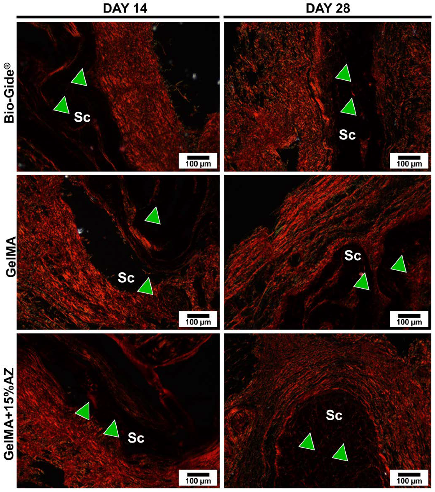 Ijms 23 13761 g006 Ijms 23 13761 g006
