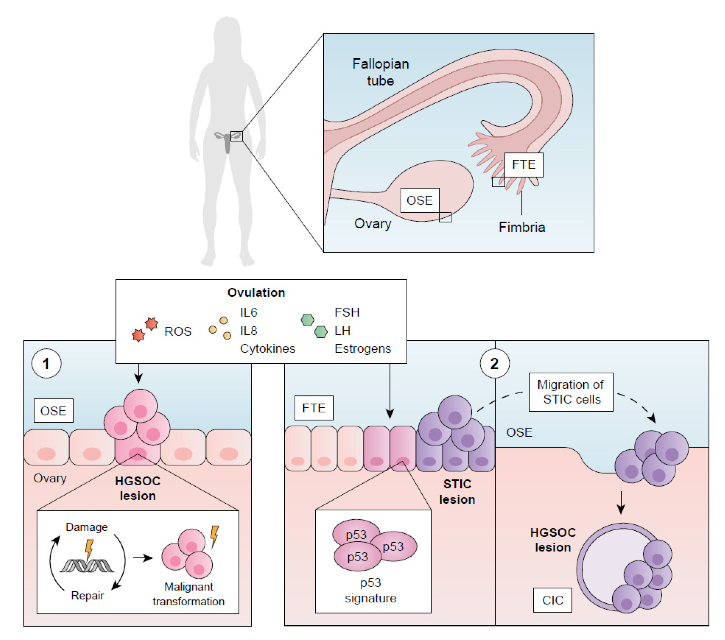 Current incidence, severity, and management of veno occlusive