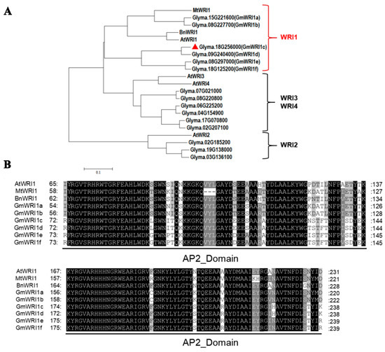 GmWRI1c Increases Palmitic Acid Content to Regulate Seed Oil