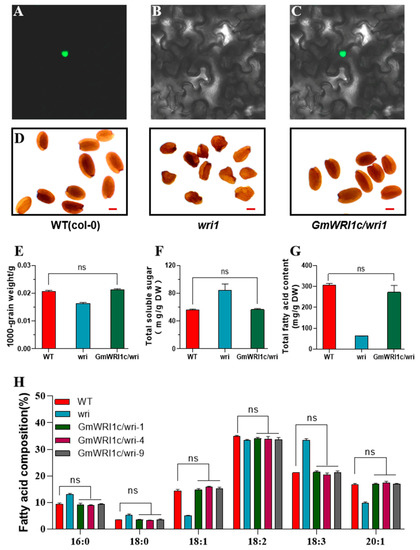 ジュニア GmWRI1c Increases Palmitic Acid Content to Regulate Seed Oil