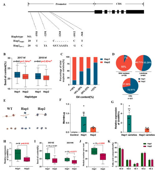 ジュニア GmWRI1c Increases Palmitic Acid Content to Regulate Seed Oil