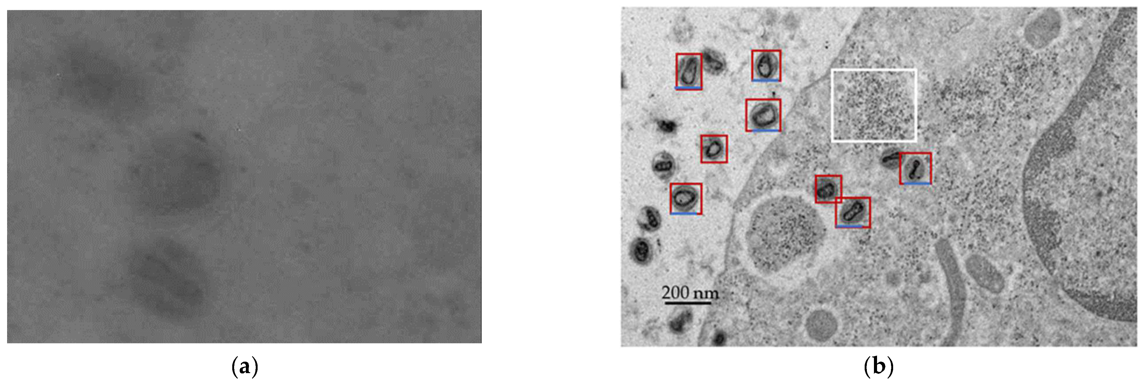 Ijms 23 13801 g001 Ijms 23 13801 g001