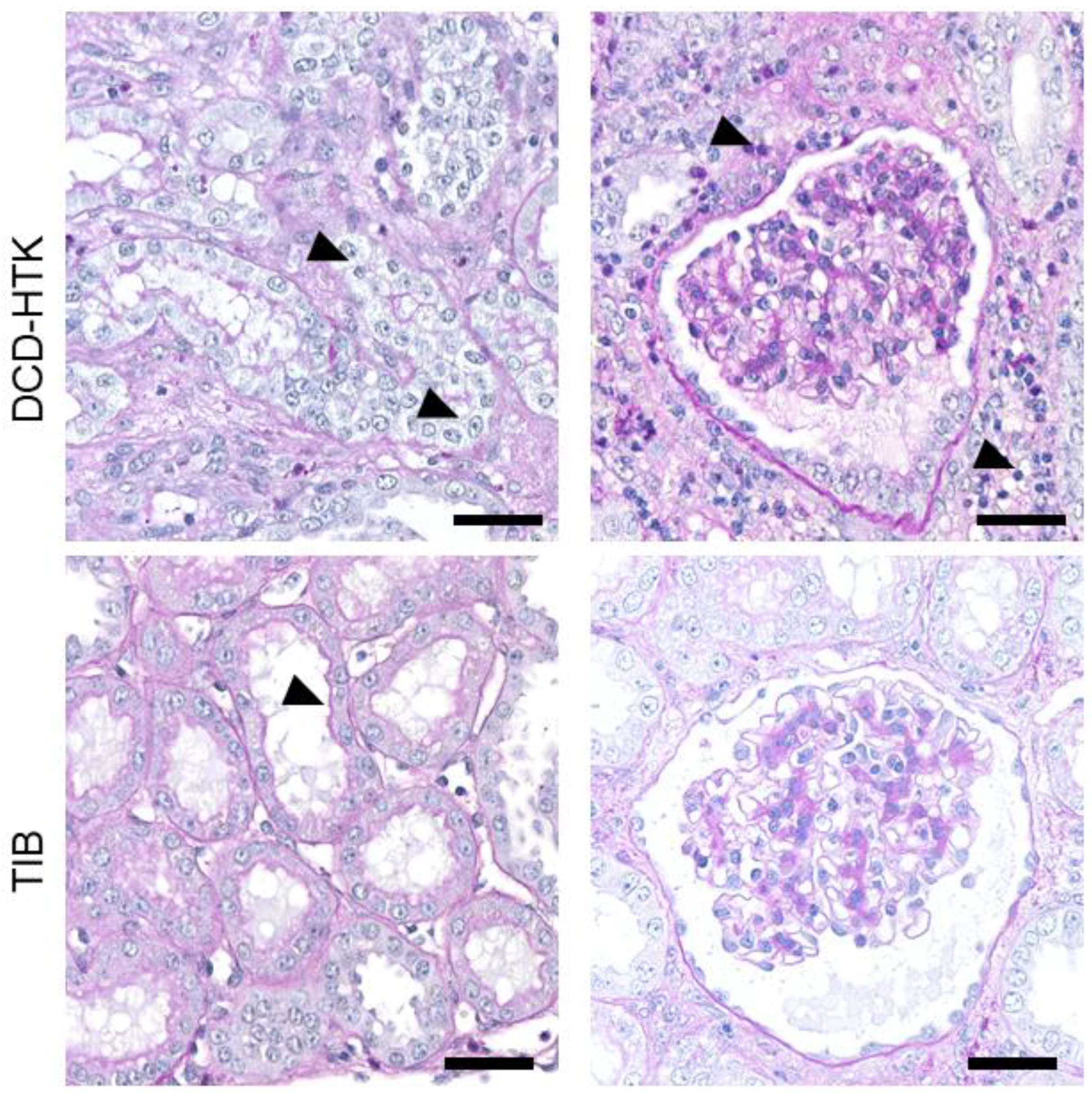 Ijms 23 13806 g005 Ijms 23 13806 g005