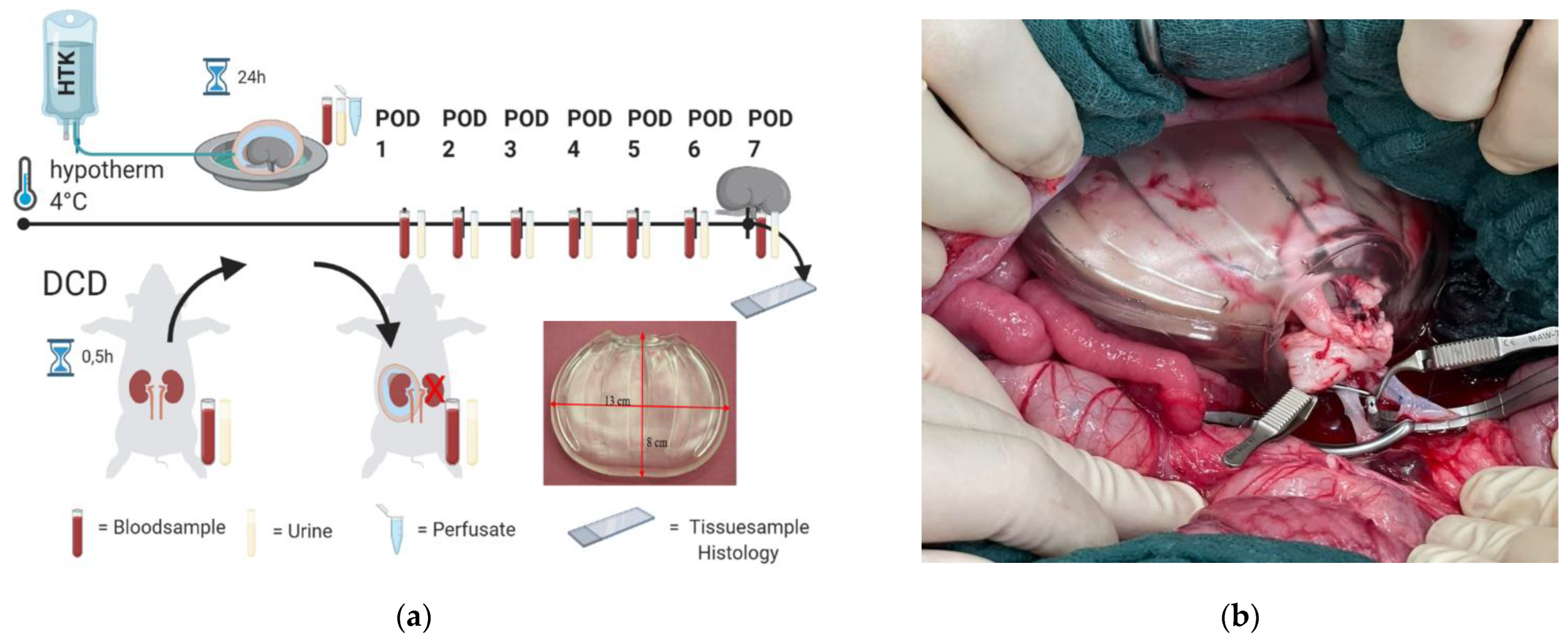 Ijms 23 13806 g008 Ijms 23 13806 g008
