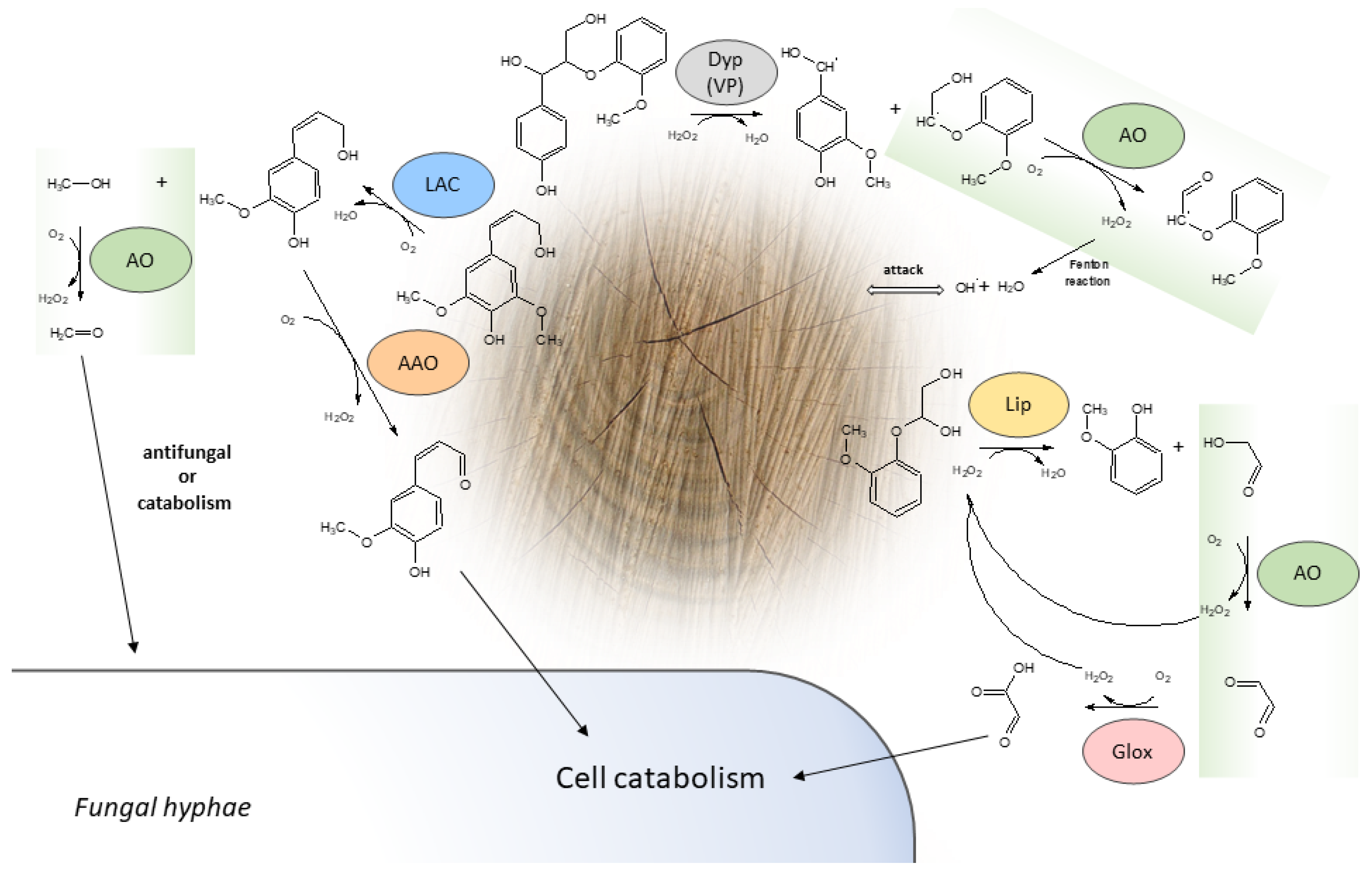 Ijms 23 13808 g001 Ijms 23 13808 g001