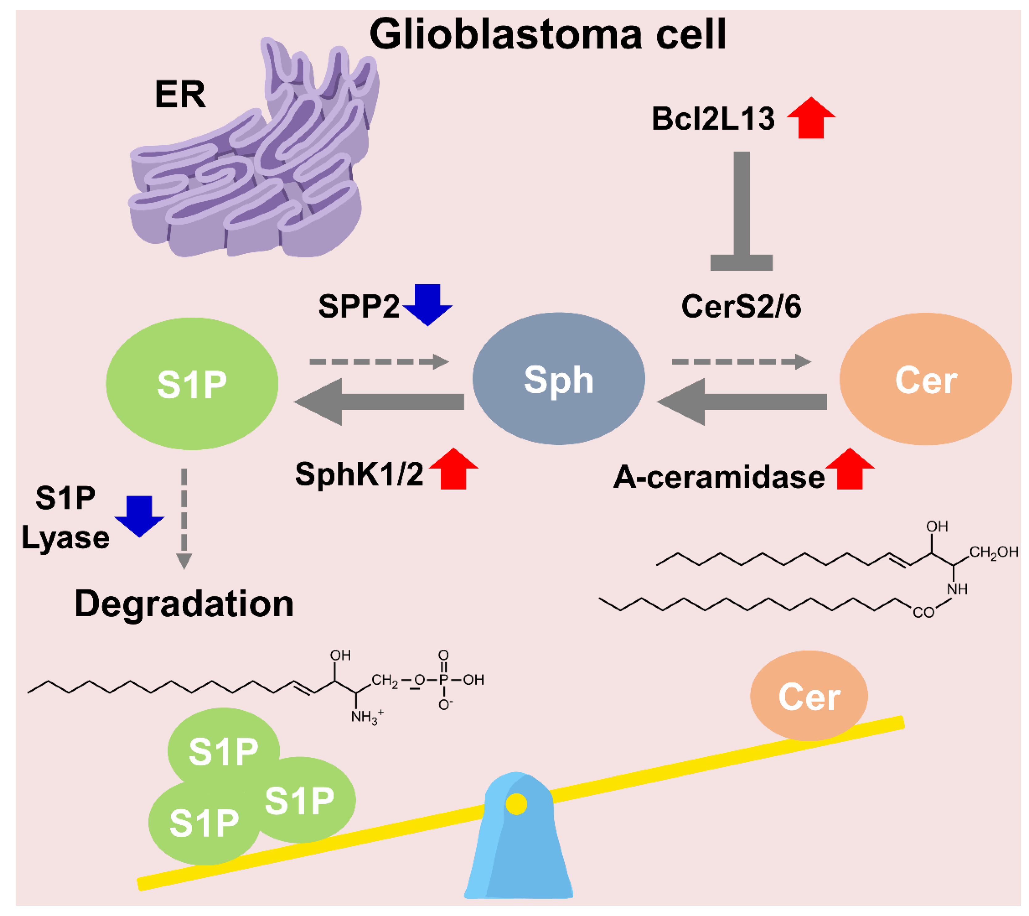 Ijms 23 13818 g003 Ijms 23 13818 g003