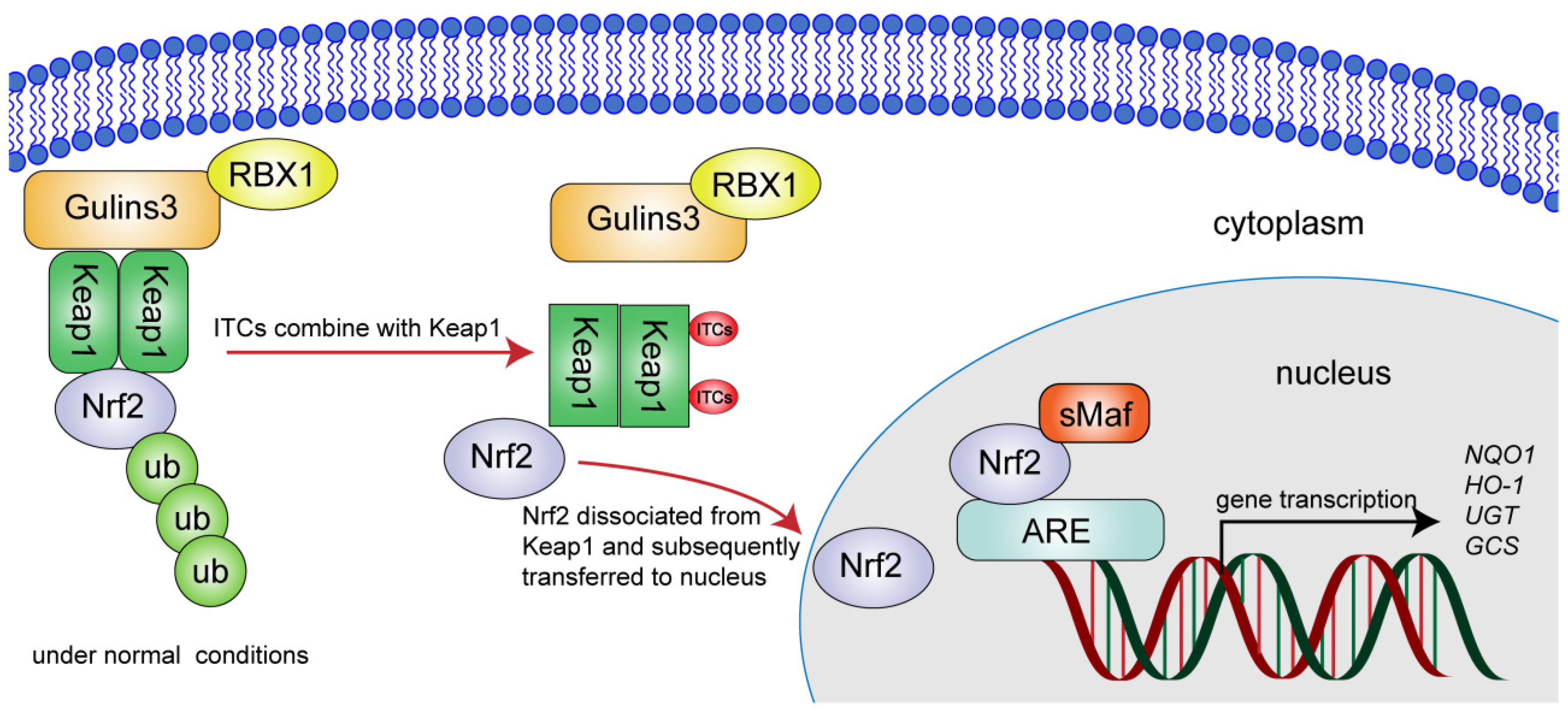 Ijms 23 13834 g002 Ijms 23 13834 g002