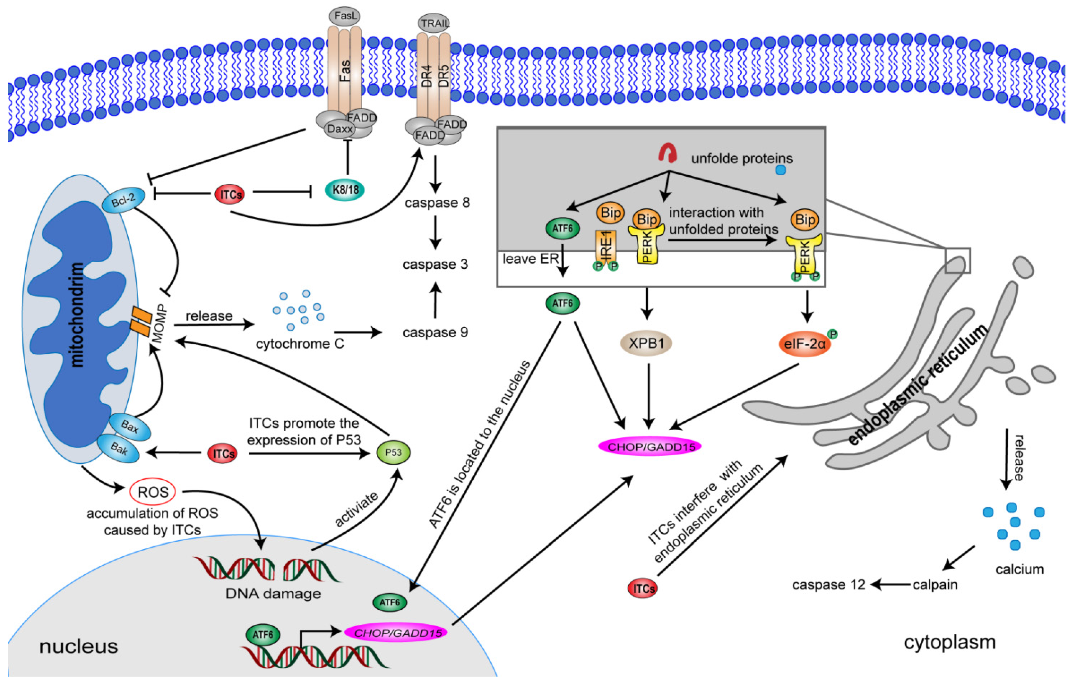 Ijms 23 13834 g003 Ijms 23 13834 g003