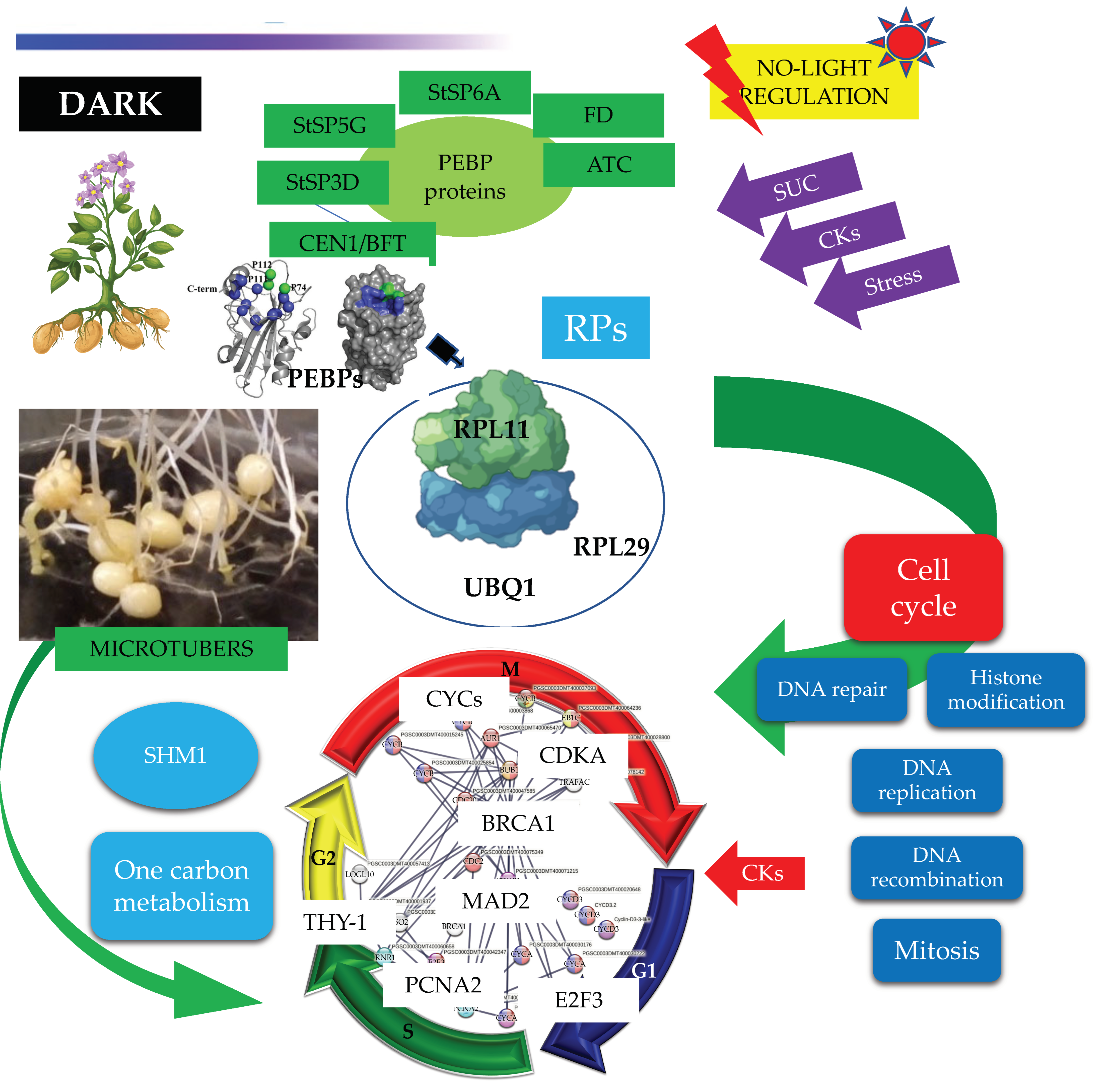 Ijms 23 13835 g014 Ijms 23 13835 g014