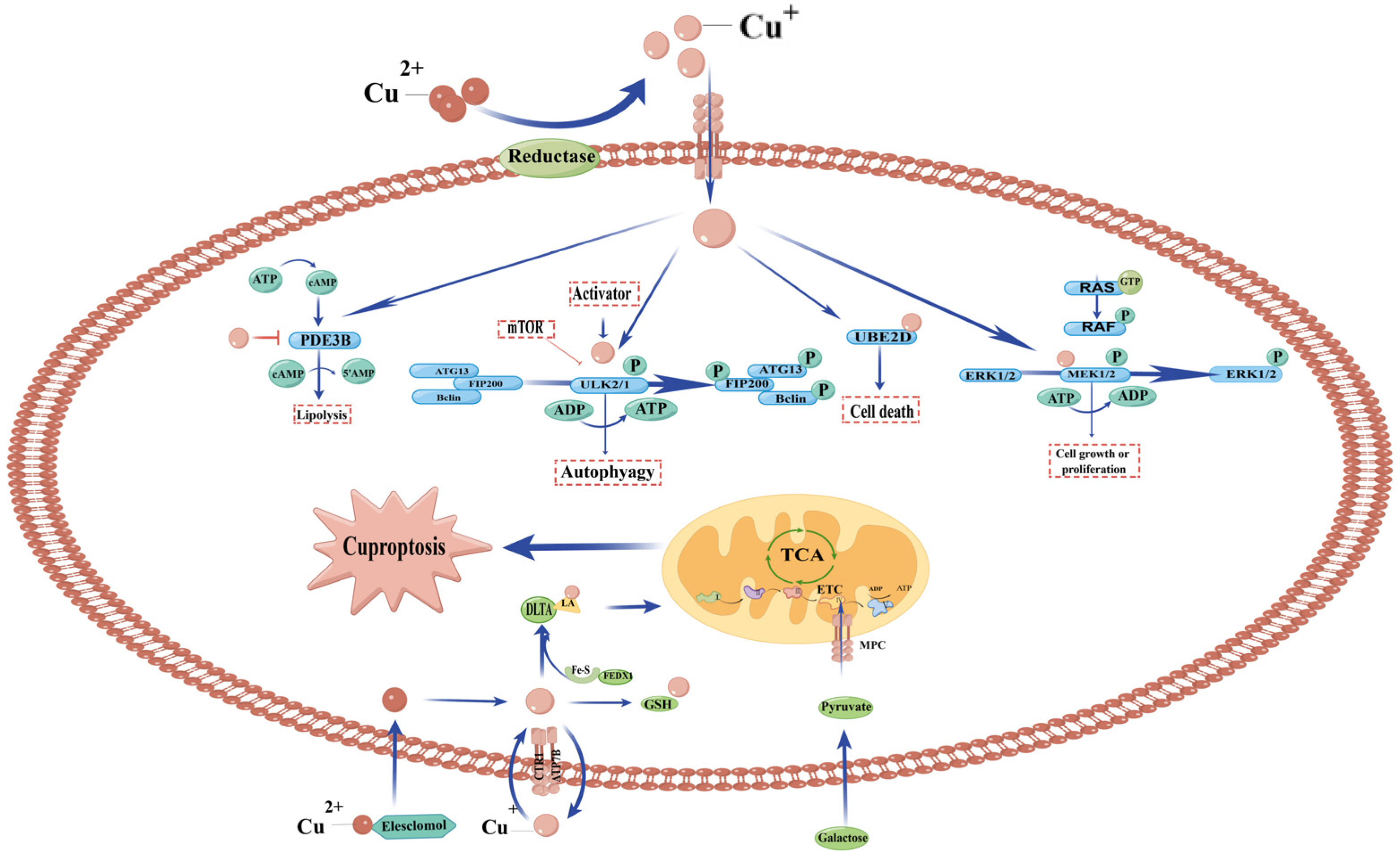 IJMS Free FullText The Role of Copper Homeostasis in Brain Disease