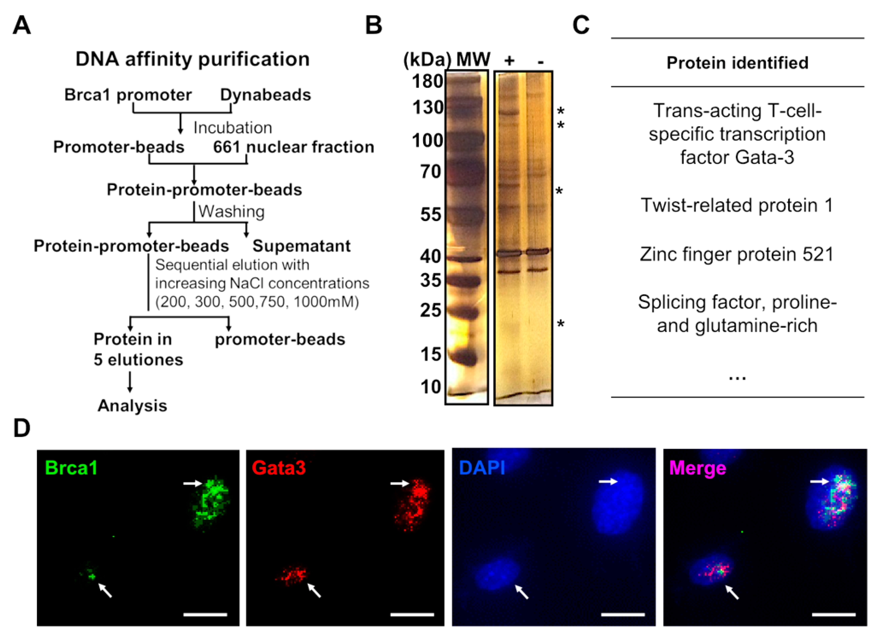 Ijms 23 13860 g003 Ijms 23 13860 g003