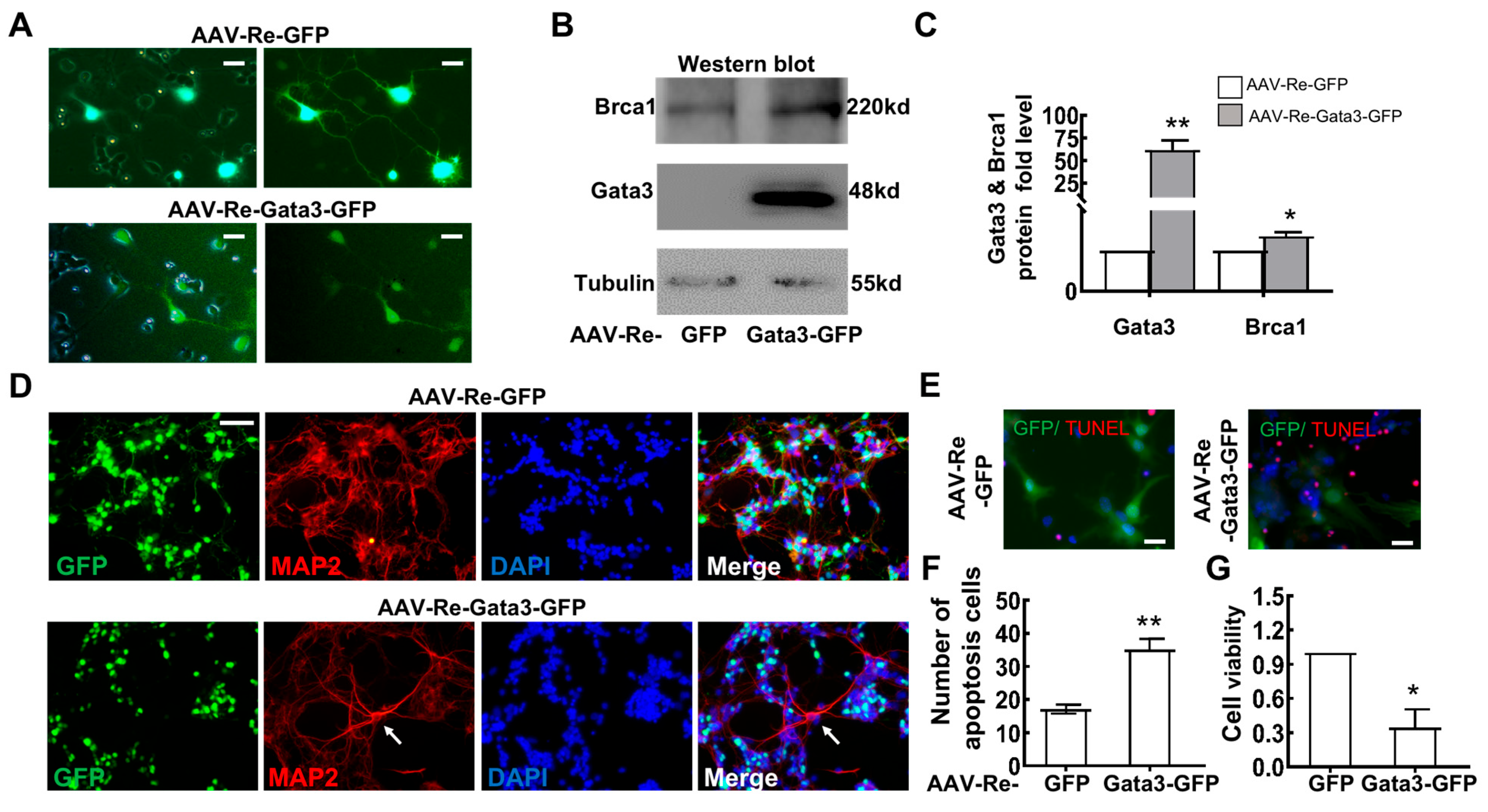 Ijms 23 13860 g007 Ijms 23 13860 g007