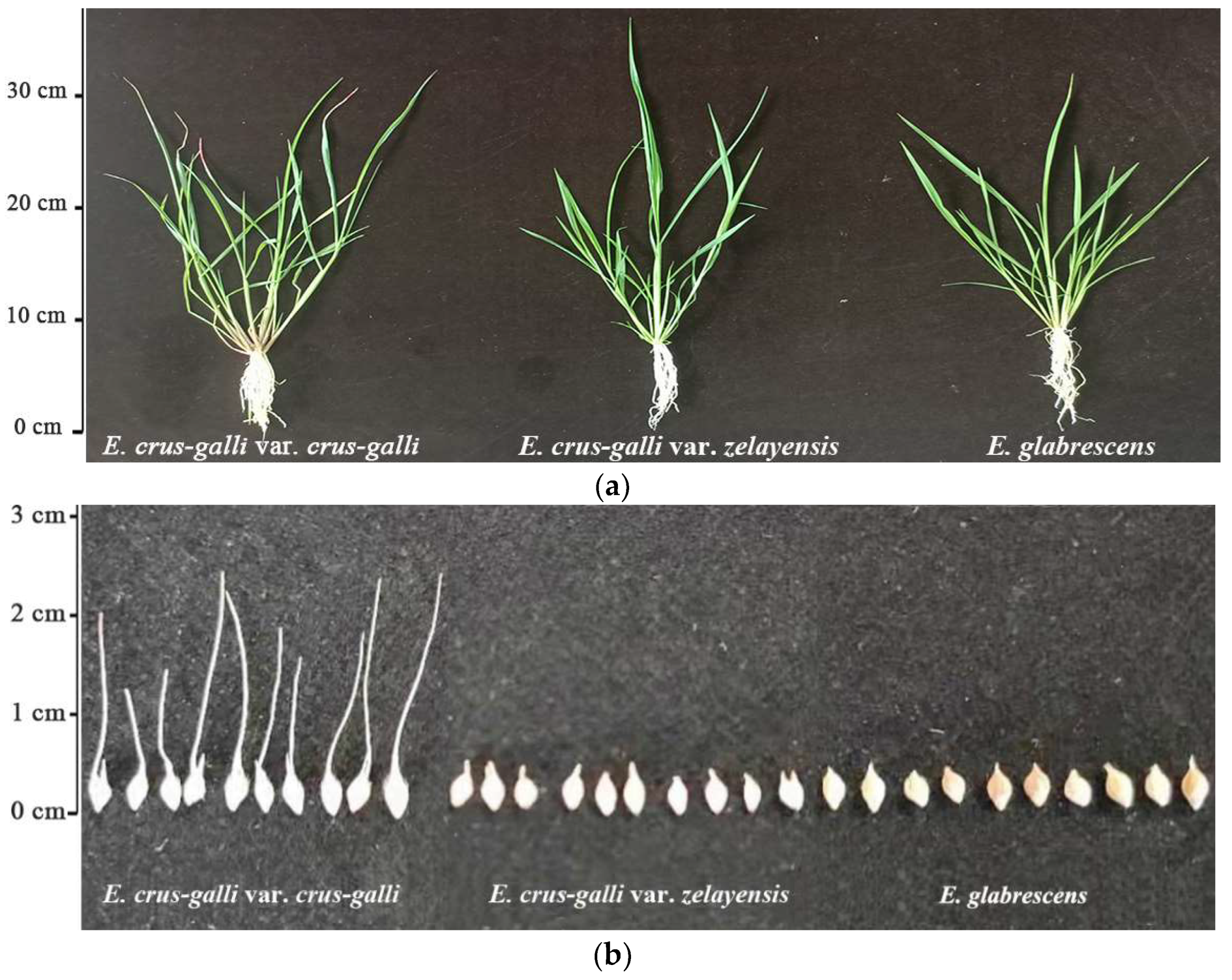 Ijms 23 13864 g001 Ijms 23 13864 g001