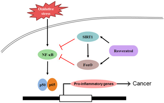 Transcription Factors as Targets of Natural Compounds in Age