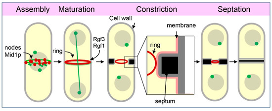 Fission Yeast Rho1p-GEFs: From Polarity and Cell Wall Synthesis to ...