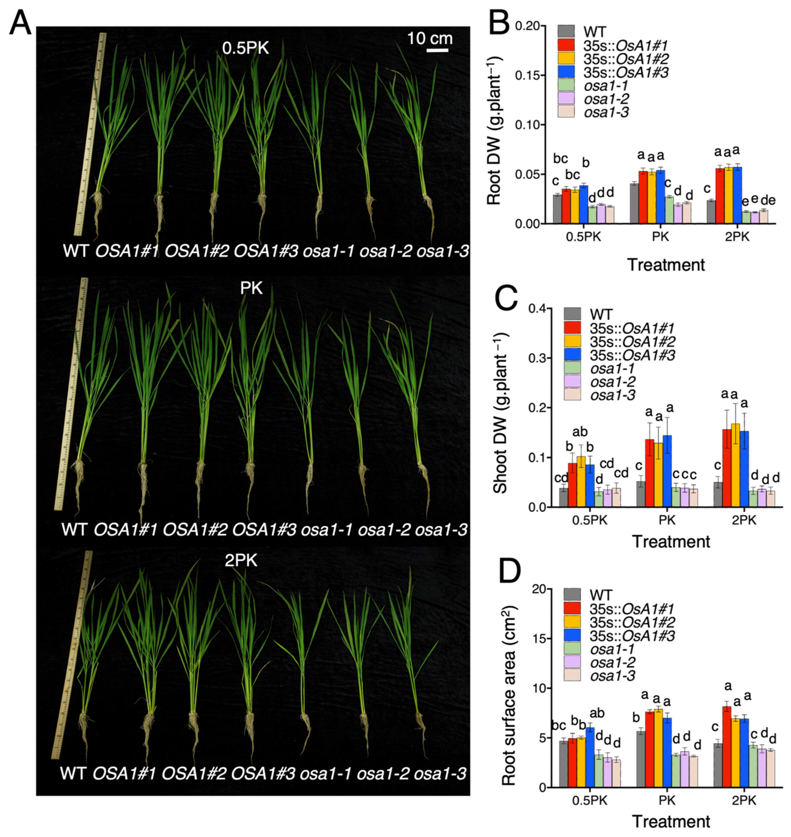 Ijms 23 13904 g001 Ijms 23 13904 g001