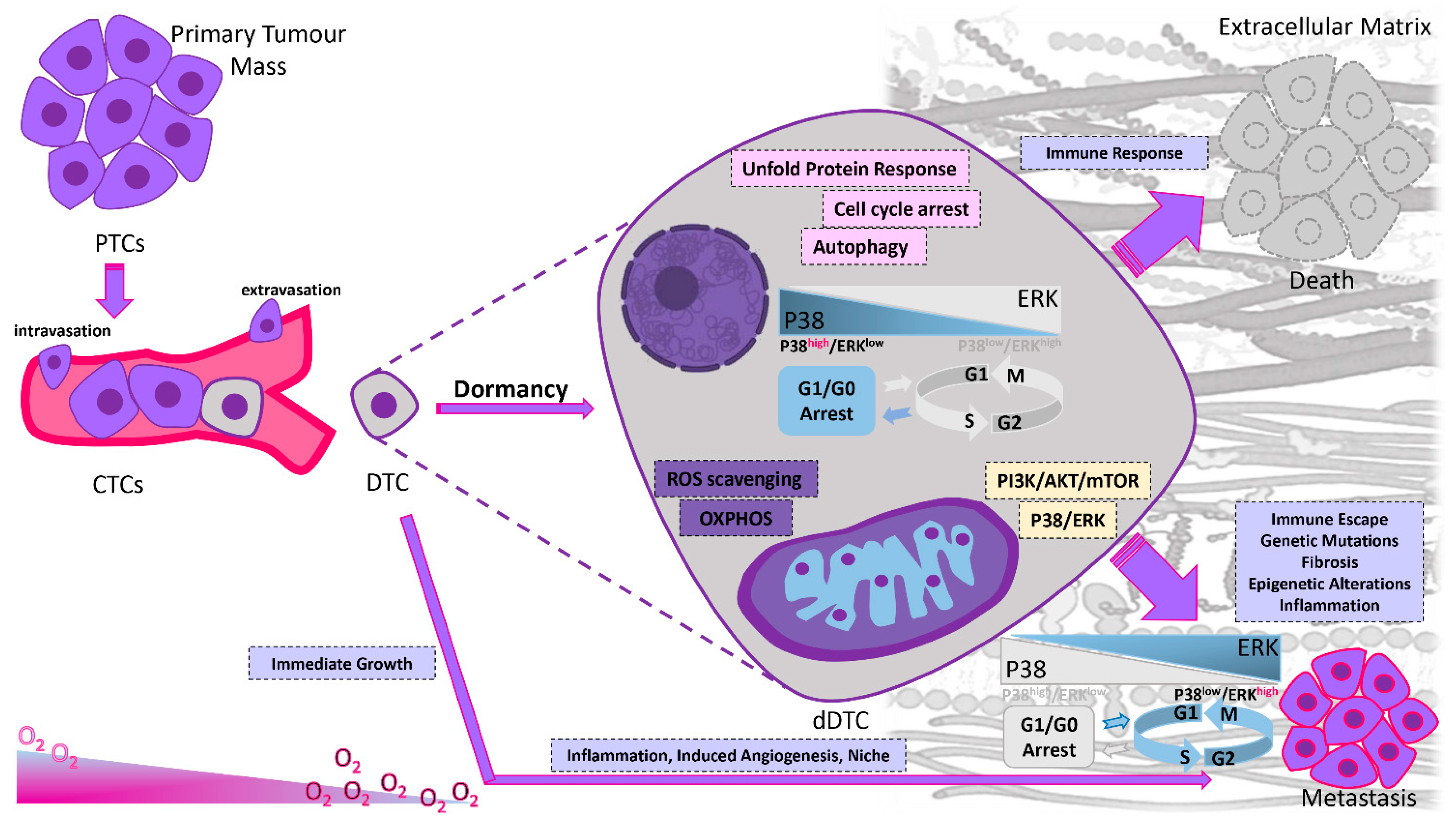 Ijms 23 13931 g002 Ijms 23 13931 g002