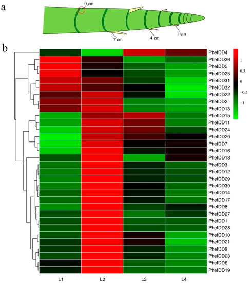 ポテト マッケイン カントリーウェッジポテト 1kg ( フライドポテト / ポテト