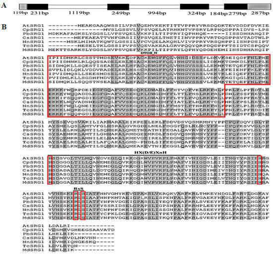 Overexpression of a Senescence-Related Gene CpSRG1 from