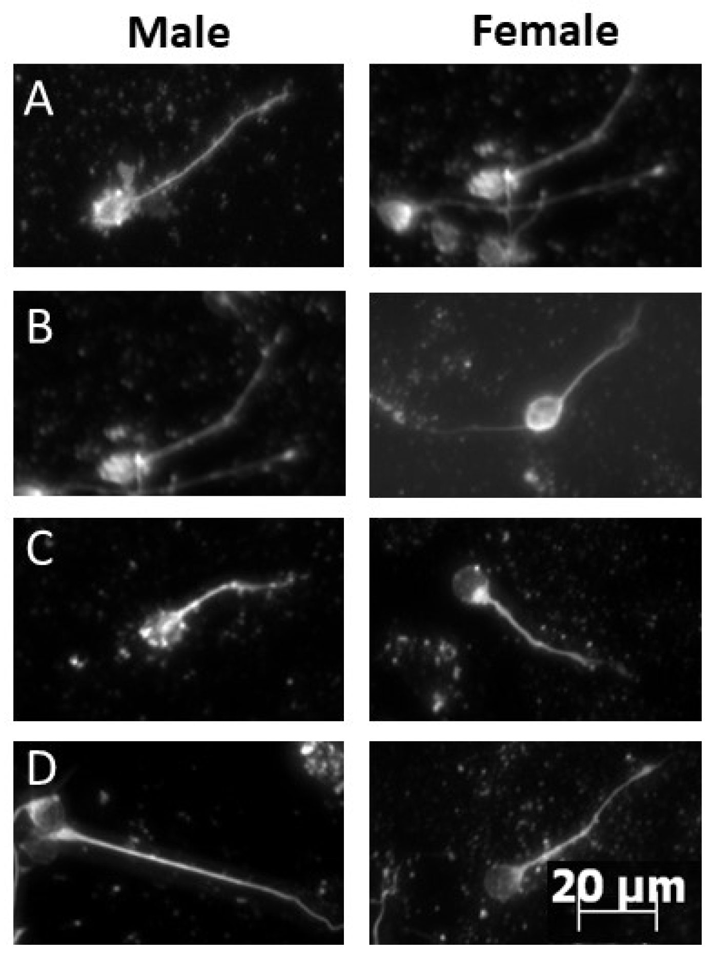 Ijms 23 13983 g002 Ijms 23 13983 g002