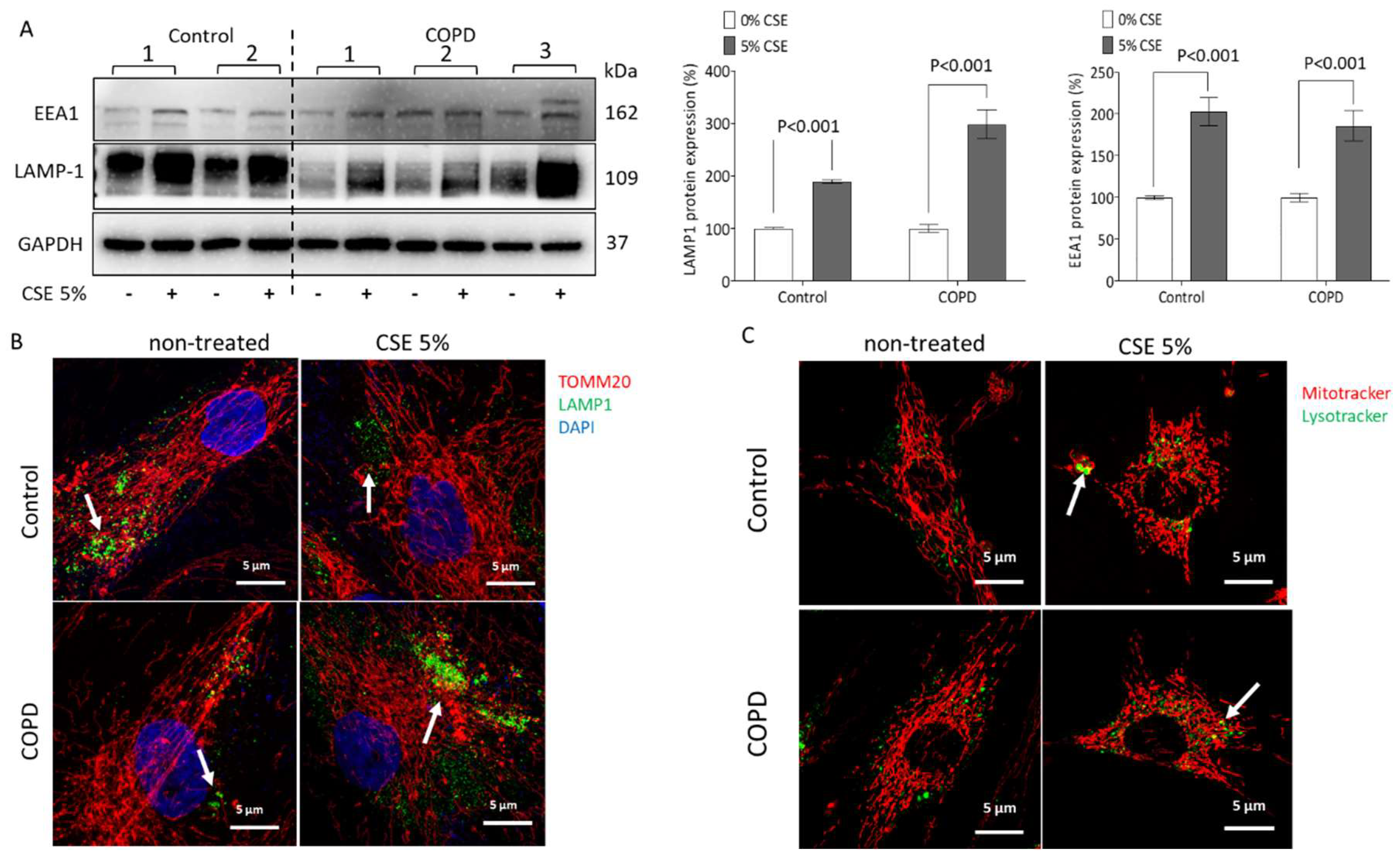 Ijms 23 13987 g005 Ijms 23 13987 g005