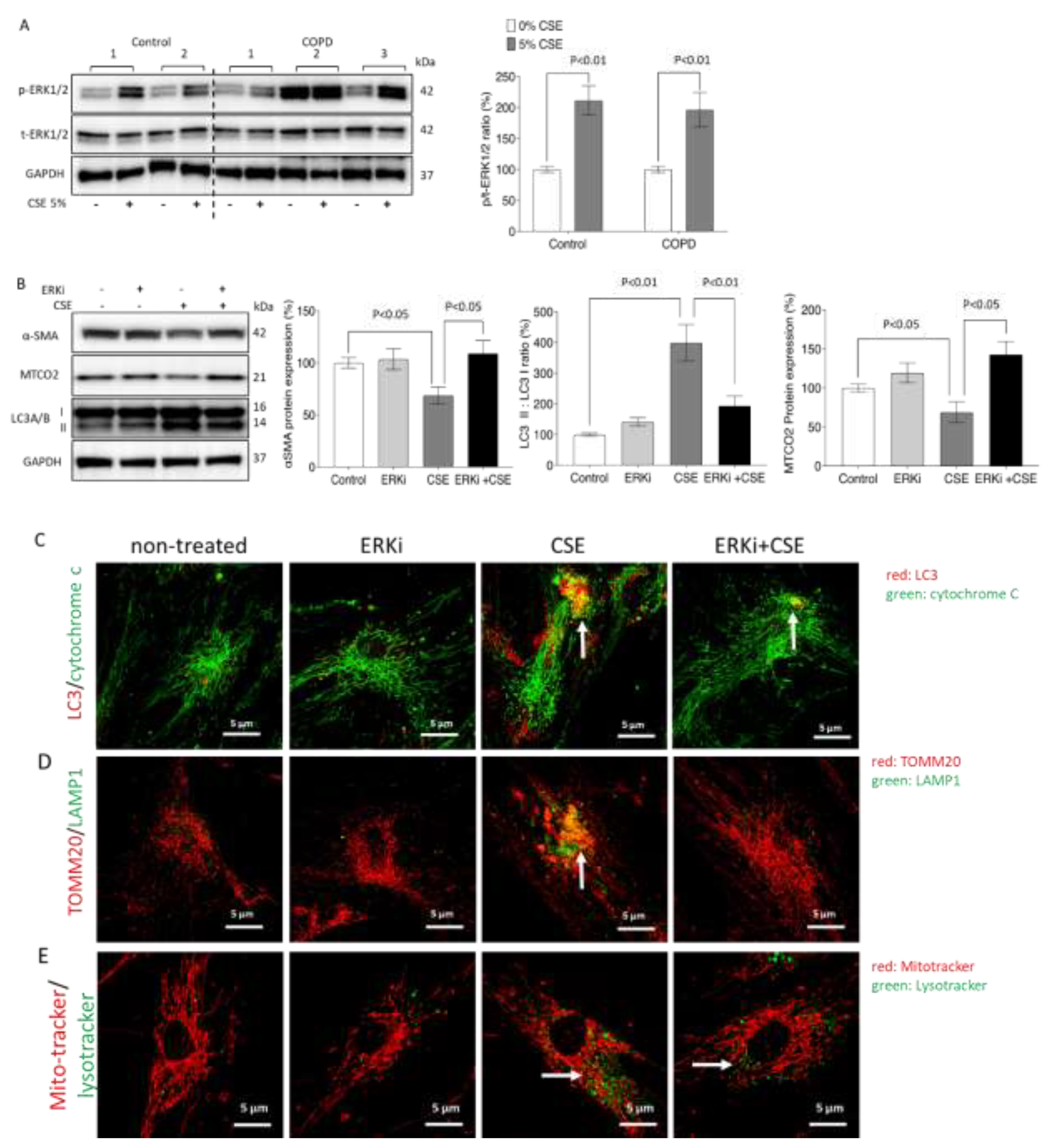 Ijms 23 13987 g006 Ijms 23 13987 g006