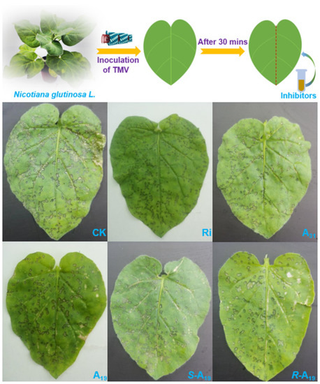 The Discovery of Novel Ferulic Acid Derivatives The Discovery of Novel Ferulic Acid Derivatives