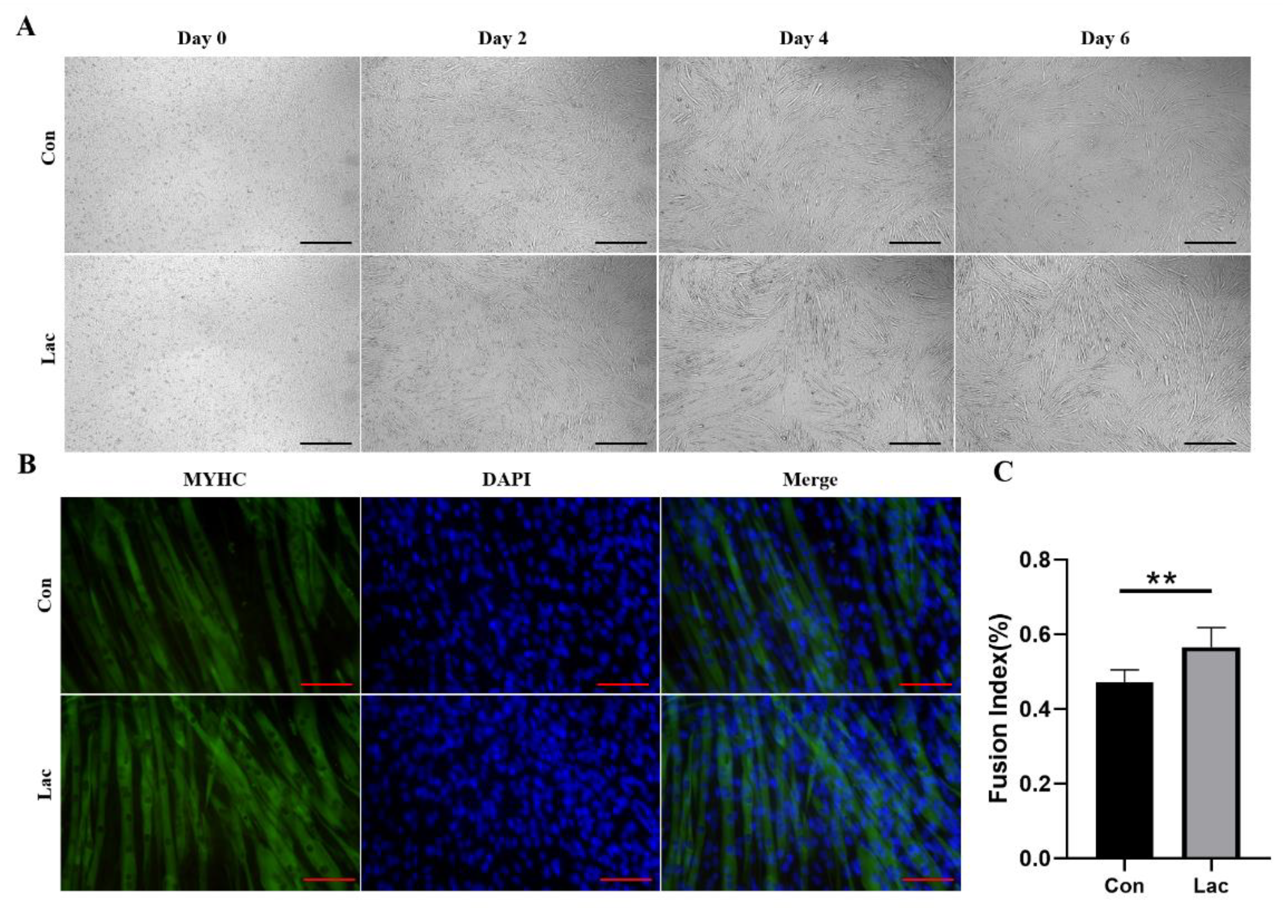 Ijms 23 13996 g002 Ijms 23 13996 g002