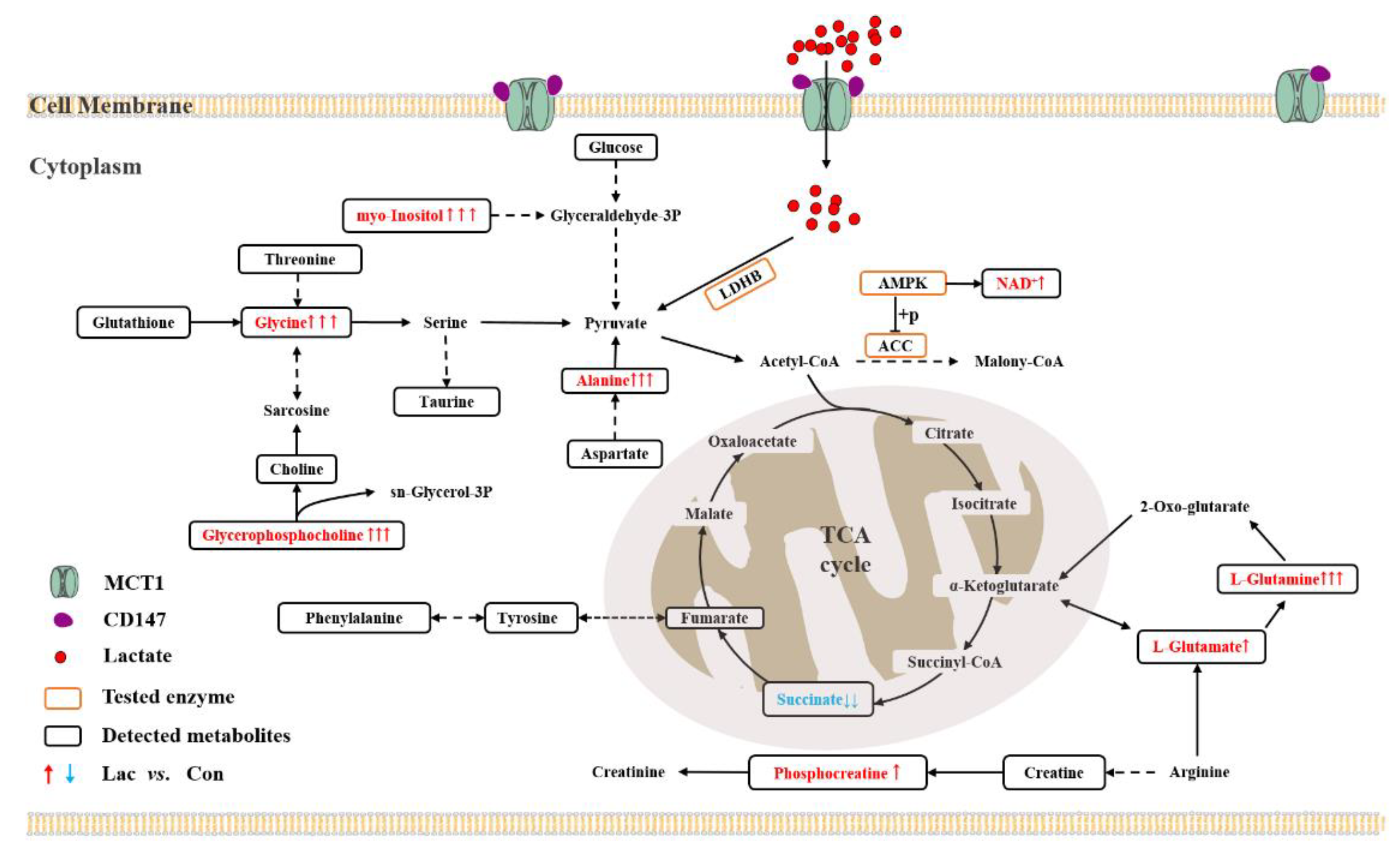 Ijms 23 13996 g009 Ijms 23 13996 g009
