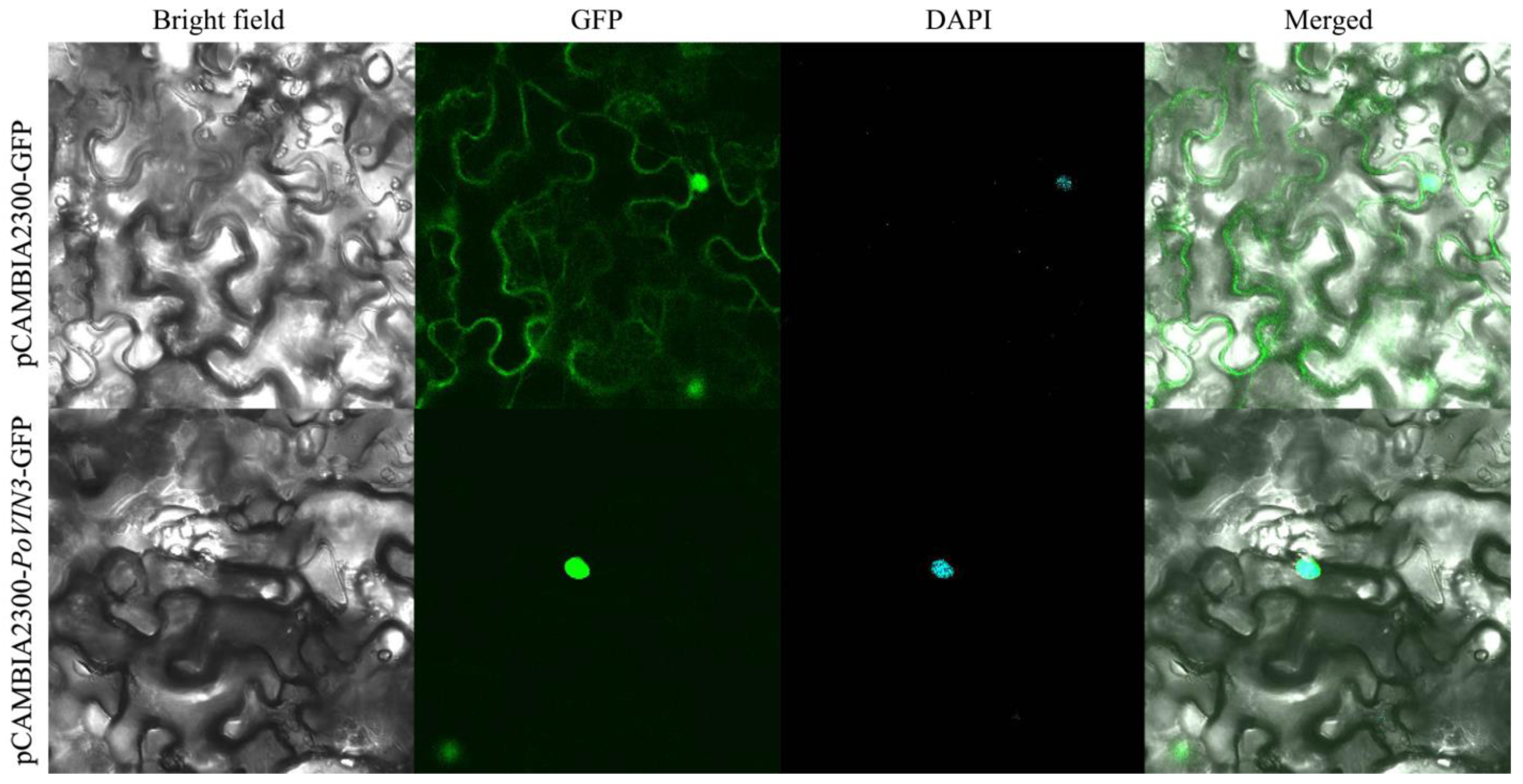 Ijms 23 14003 g004 Ijms 23 14003 g004