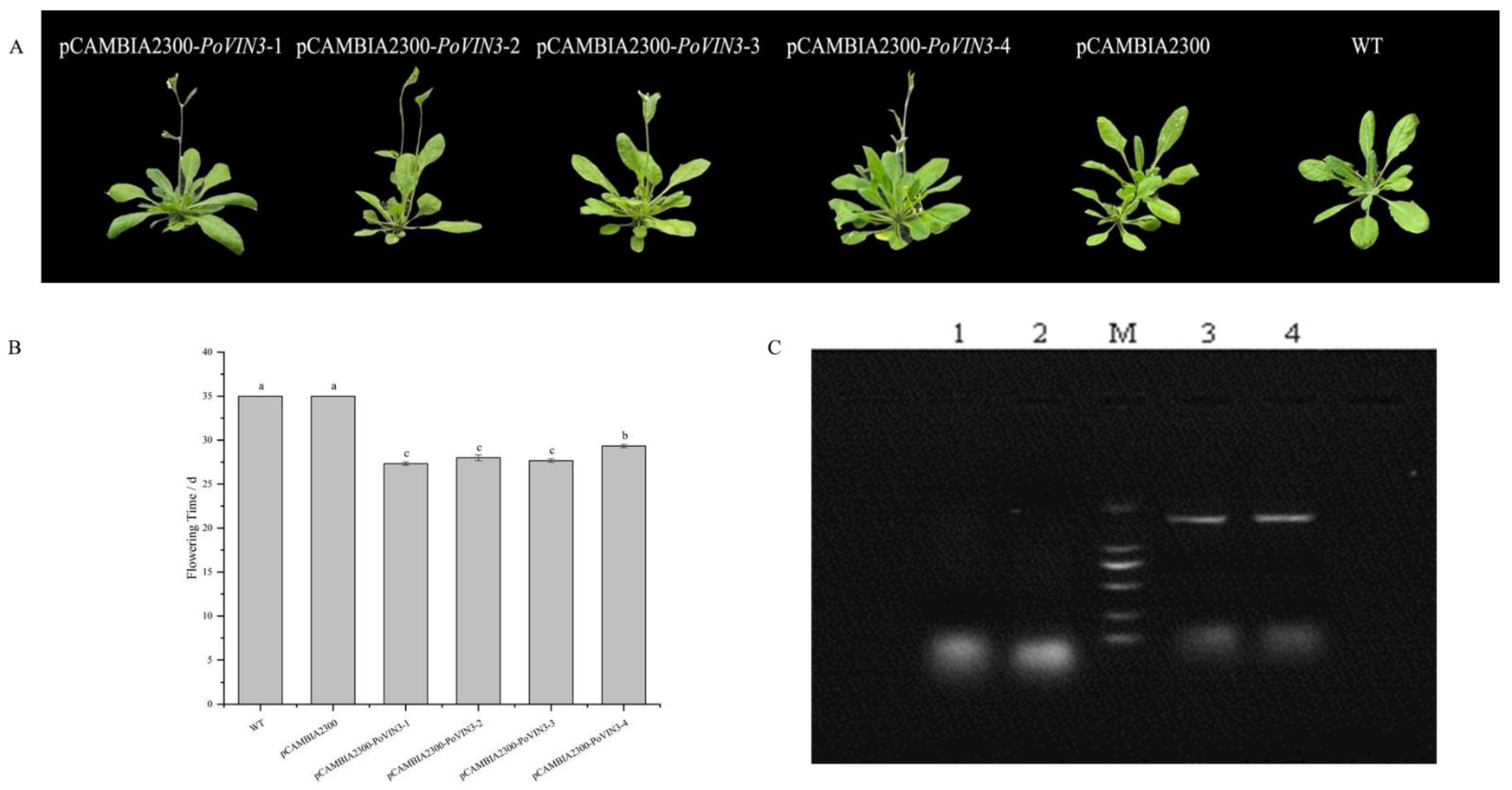 Ijms 23 14003 g005 Ijms 23 14003 g005