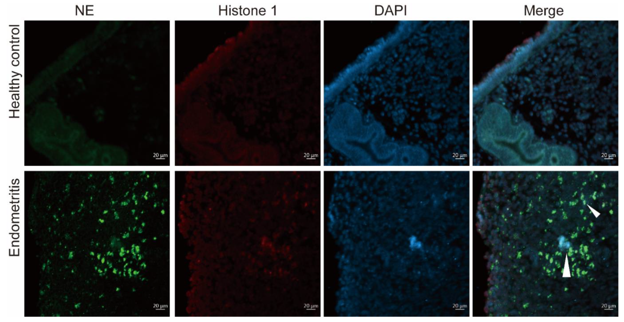 Ijms 23 14013 g003 Ijms 23 14013 g003