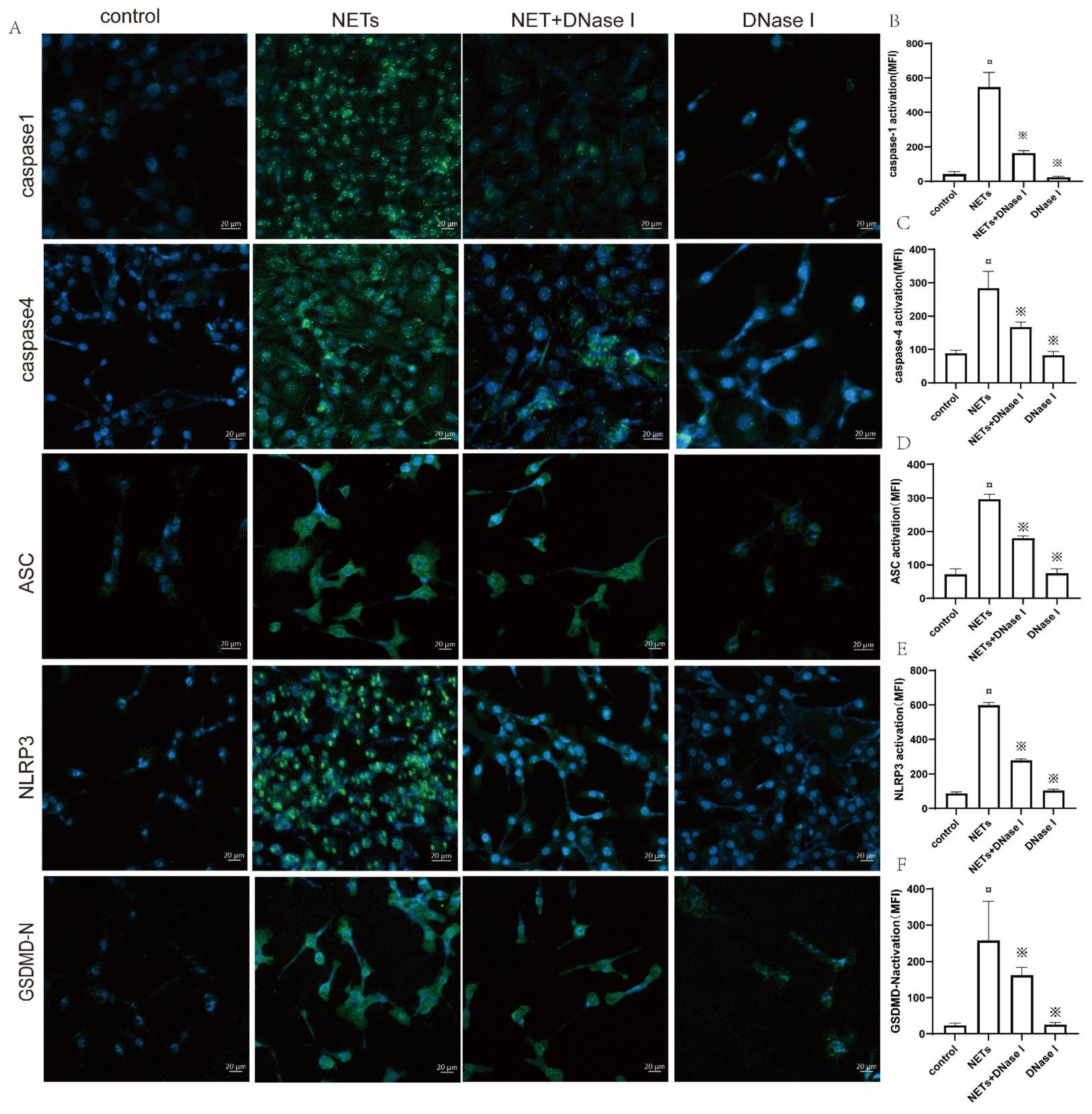 Ijms 23 14013 g007 Ijms 23 14013 g007