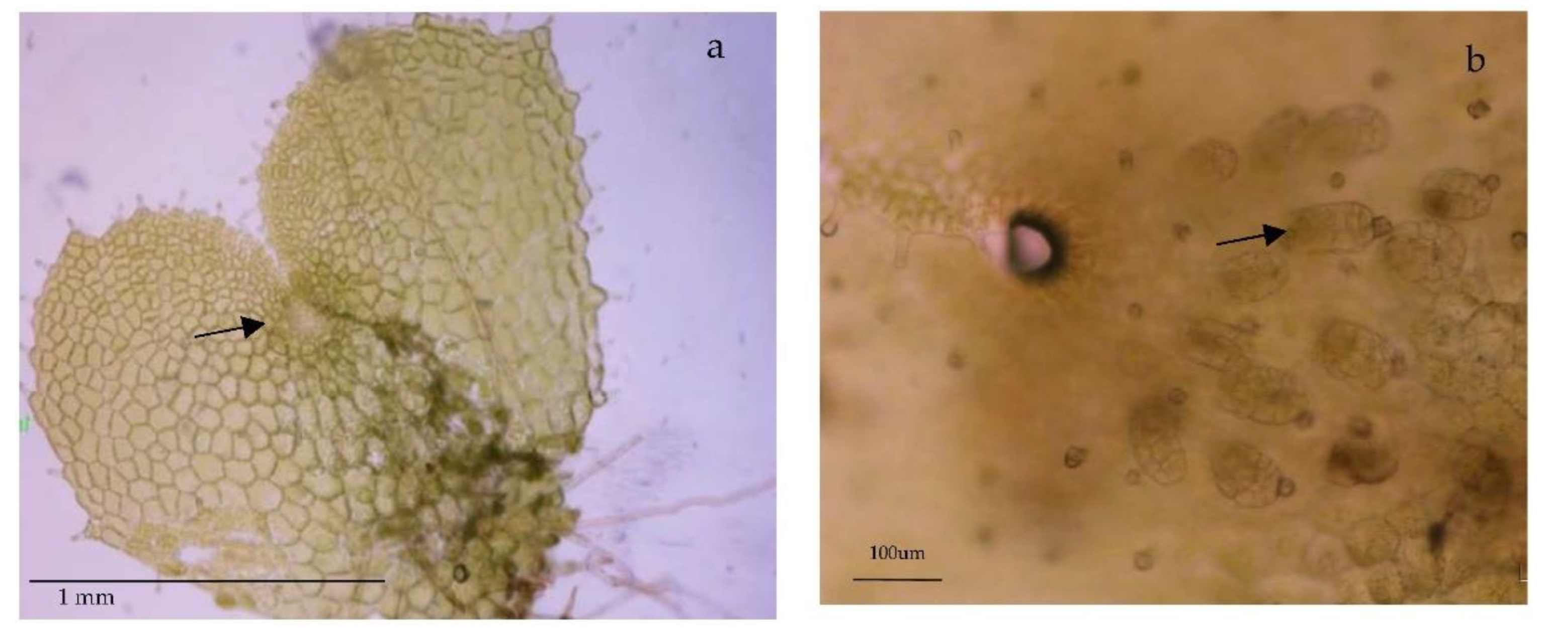 Ijms 23 14027 g007 Ijms 23 14027 g007