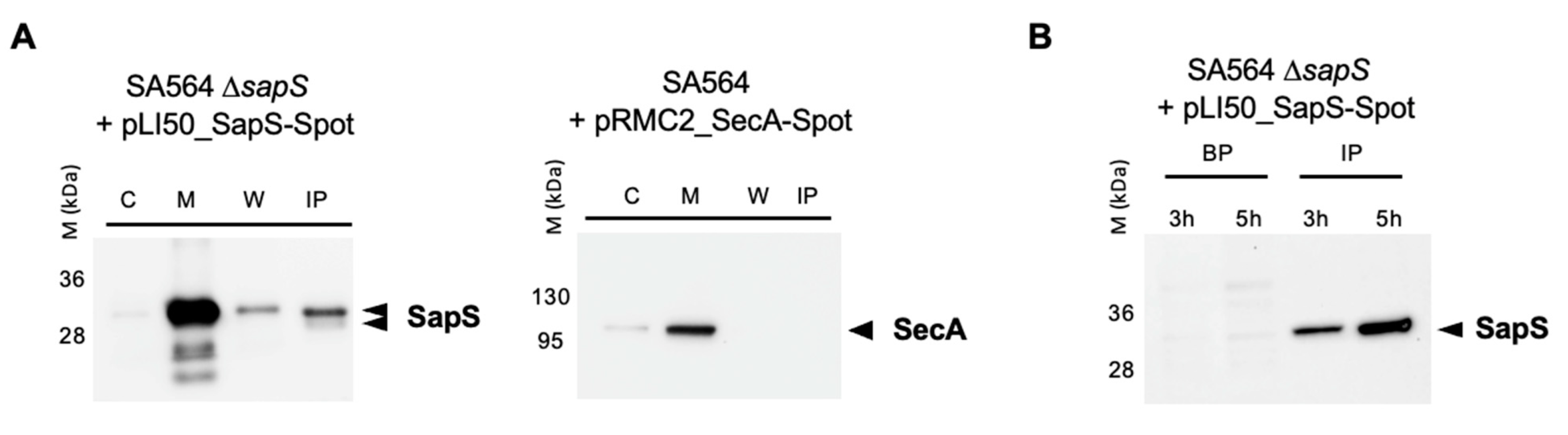 Ijms 23 14031 g002 Ijms 23 14031 g002