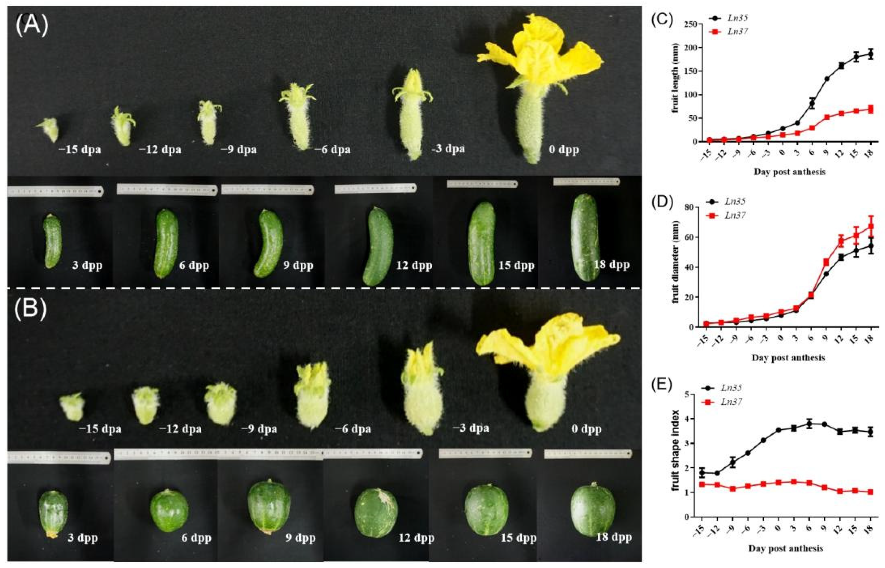 Ijms 23 14033 g002 Ijms 23 14033 g002