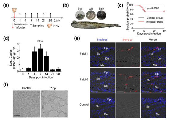 Alterations of the Mucosal Immune Response and Microbial
