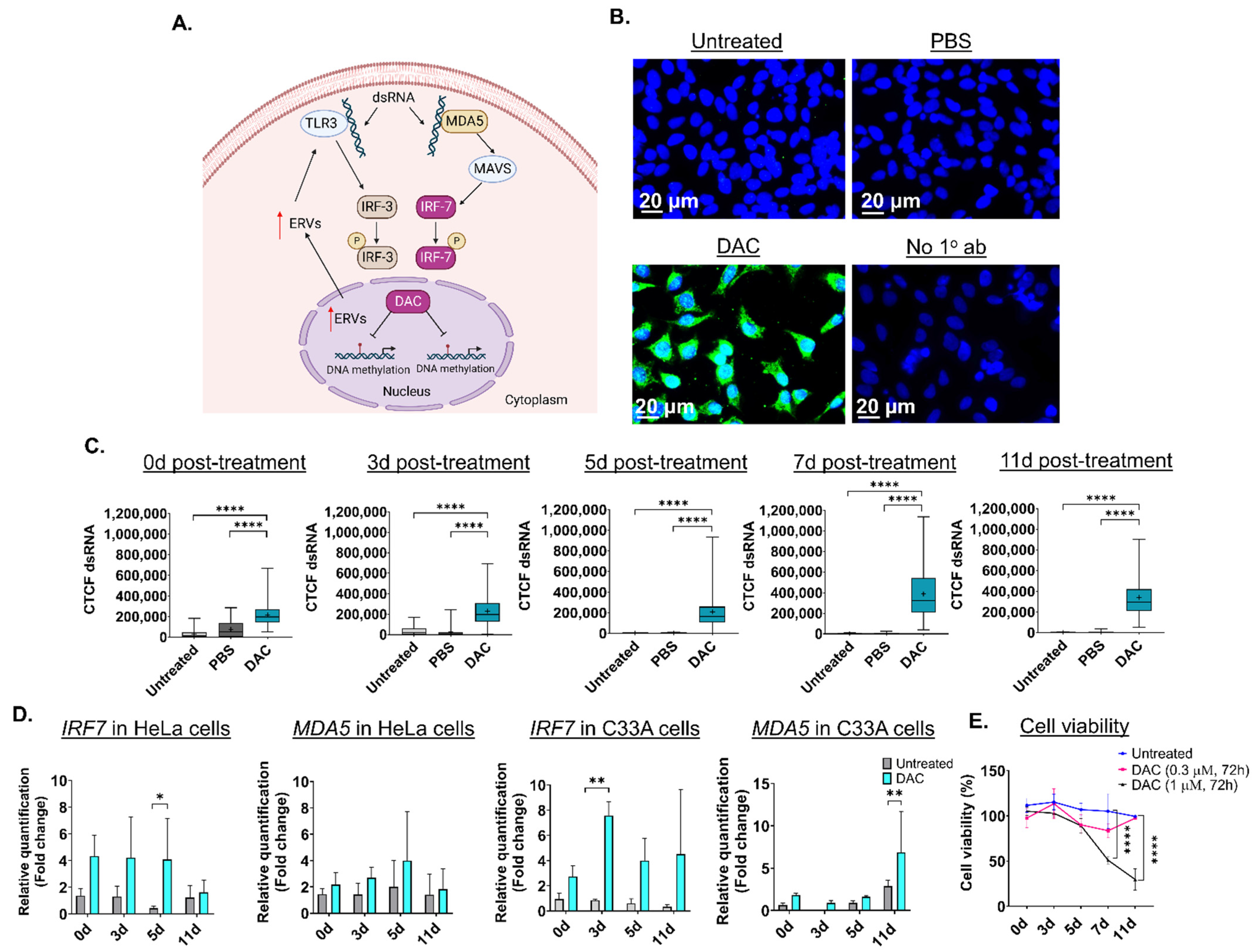 IJMS | Free Full-Text | Decitabine Treatment Induces a Viral Mimicry  Response in Cervical Cancer Cells and Further Sensitizes Cells to  Chemotherapy