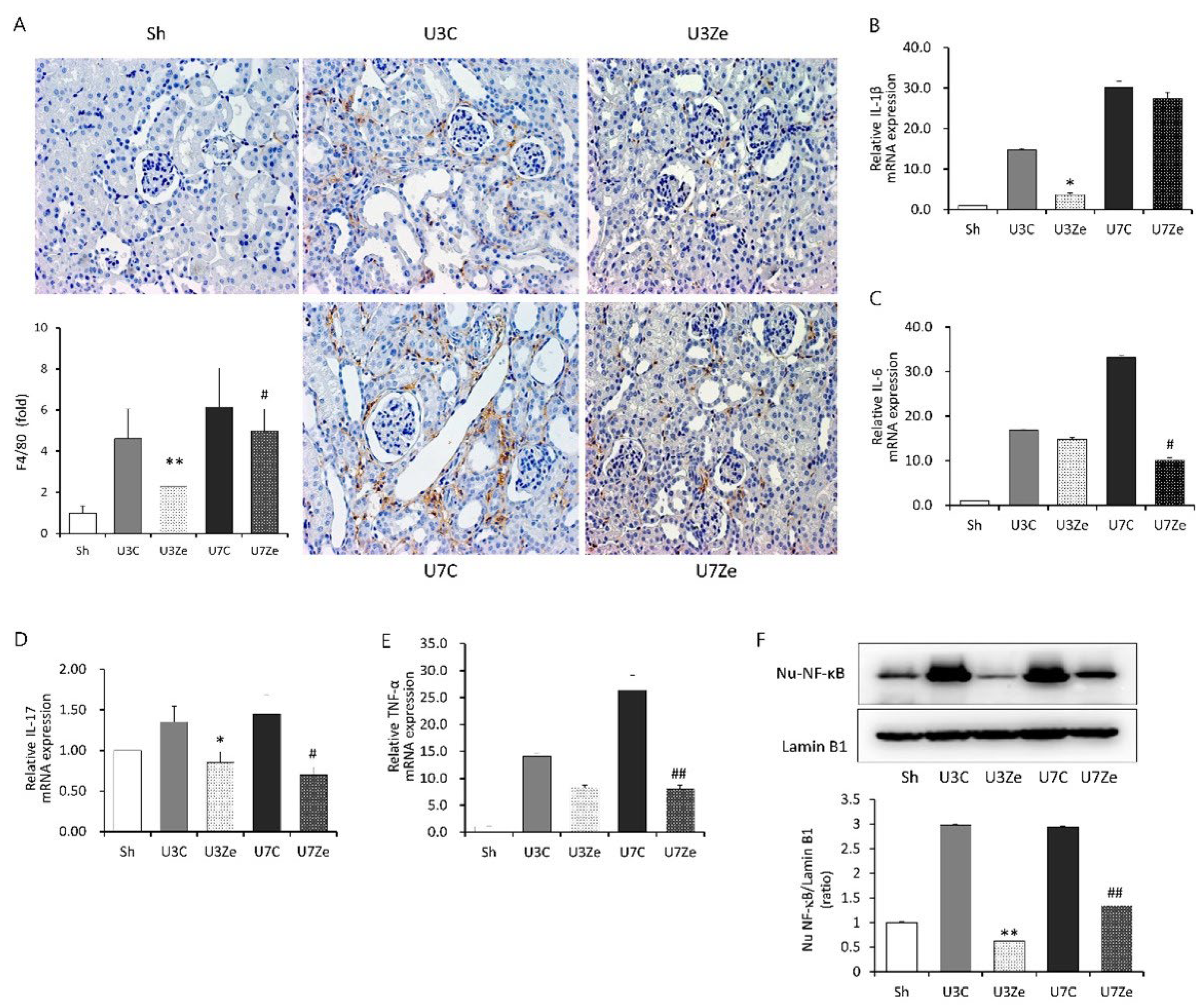Ijms 23 14045 g004 Ijms 23 14045 g004