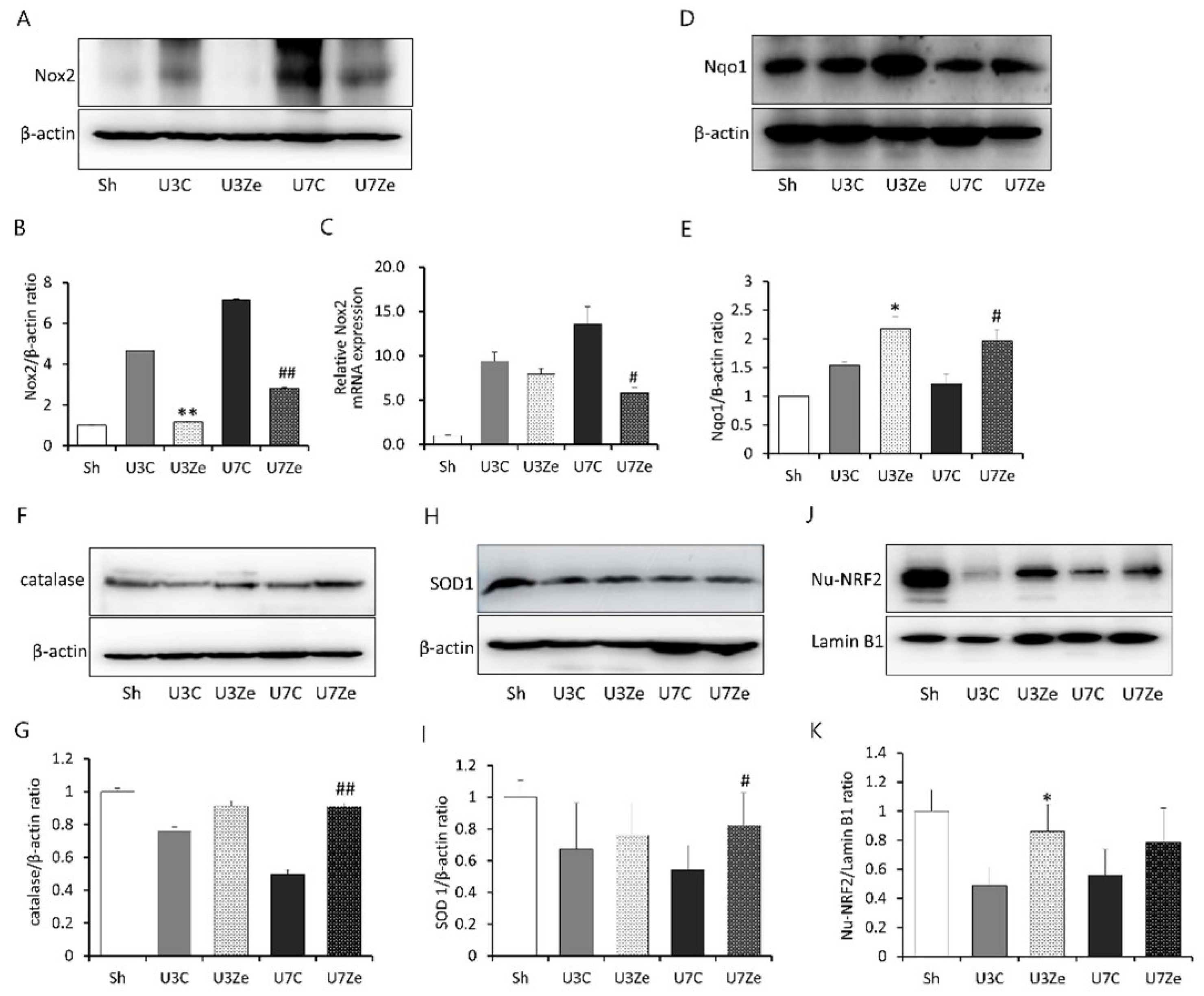 Ijms 23 14045 g005 Ijms 23 14045 g005