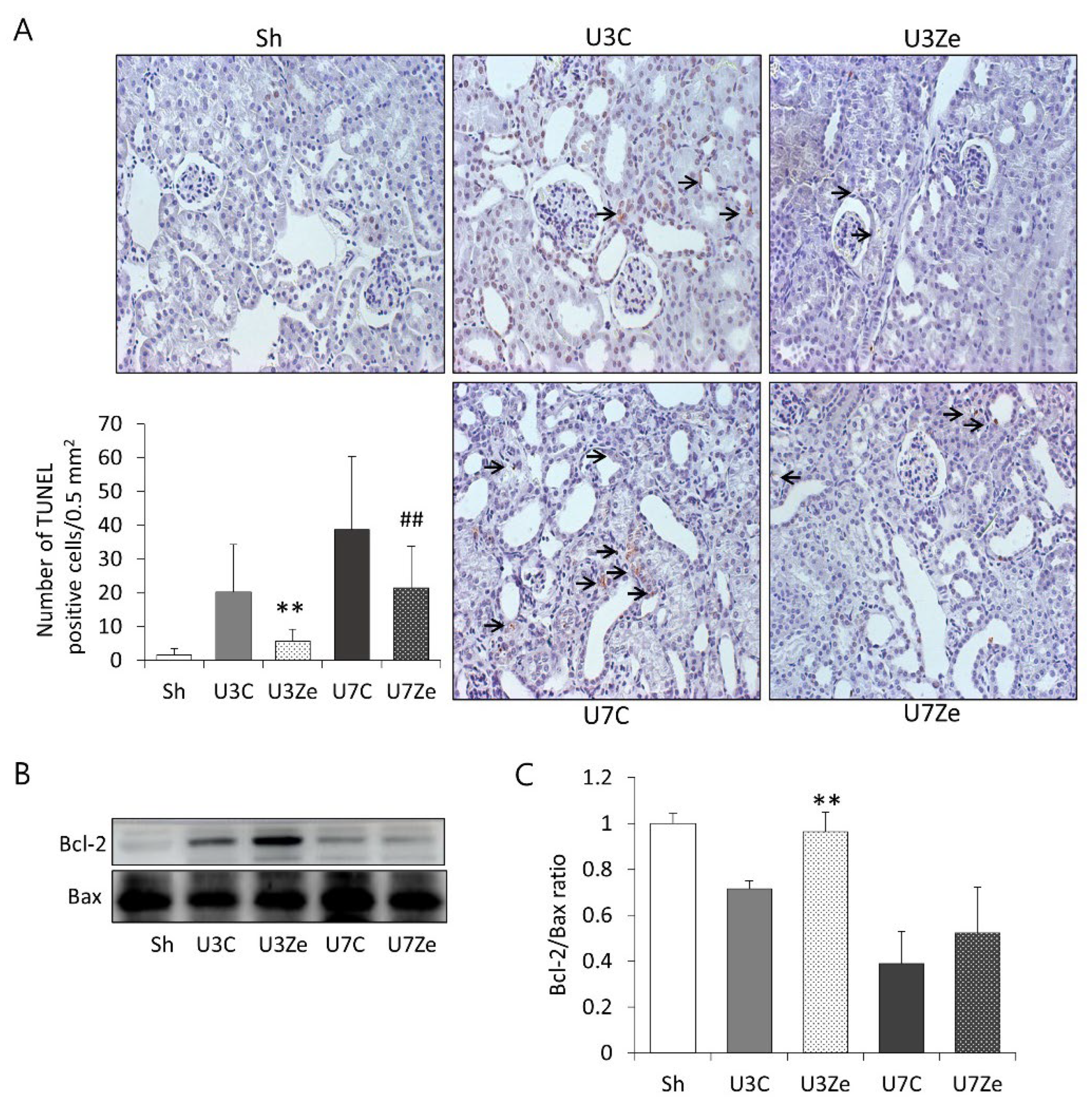 Ijms 23 14045 g006 Ijms 23 14045 g006
