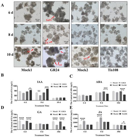 Whole Genome Analysis of SLs Pathway Genes and Functional